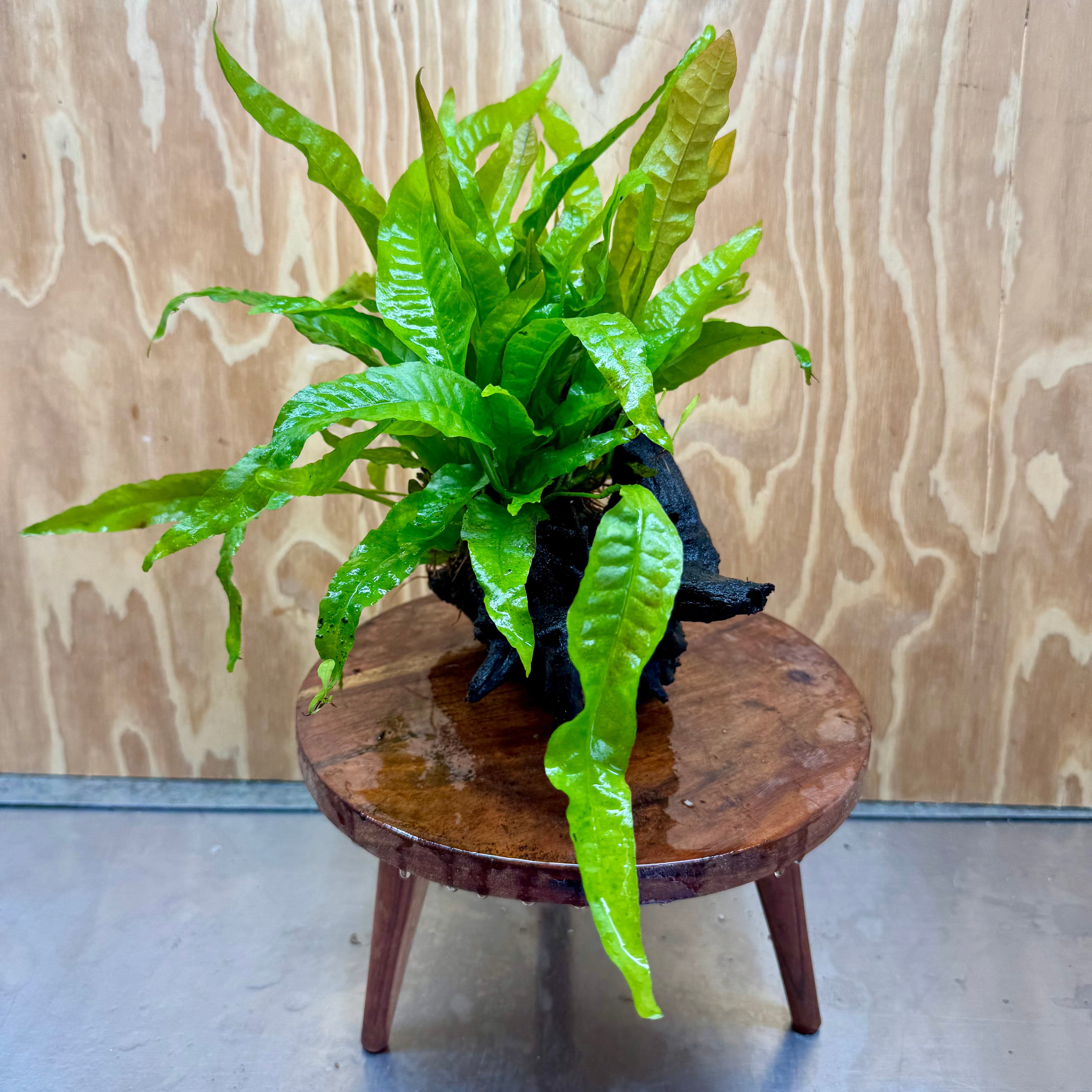 Scapeshop.com.au One Only Microsorum Driftwood Creation - Medium (Java Fern) - One Only - Elegant Microsorum Driftwood Creation - Medium (Java Fern) - One Only - Elegant