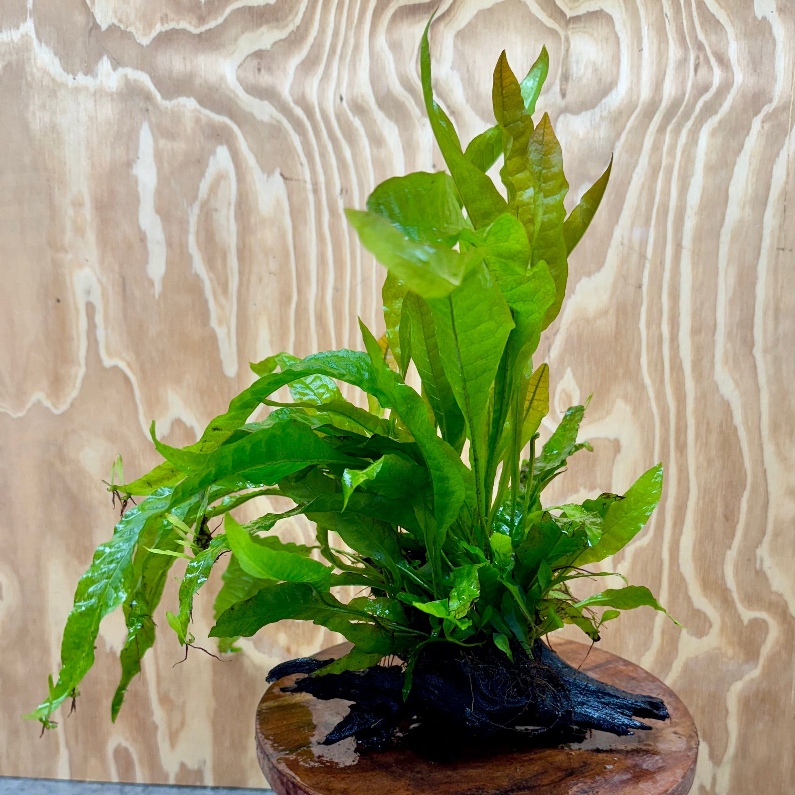 Scapeshop.com.au One Only Microsorum Driftwood Creation - Medium (Java Fern) - One Only - Happy Microsorum Driftwood Creation - Medium (Java Fern) - One Only - Happy