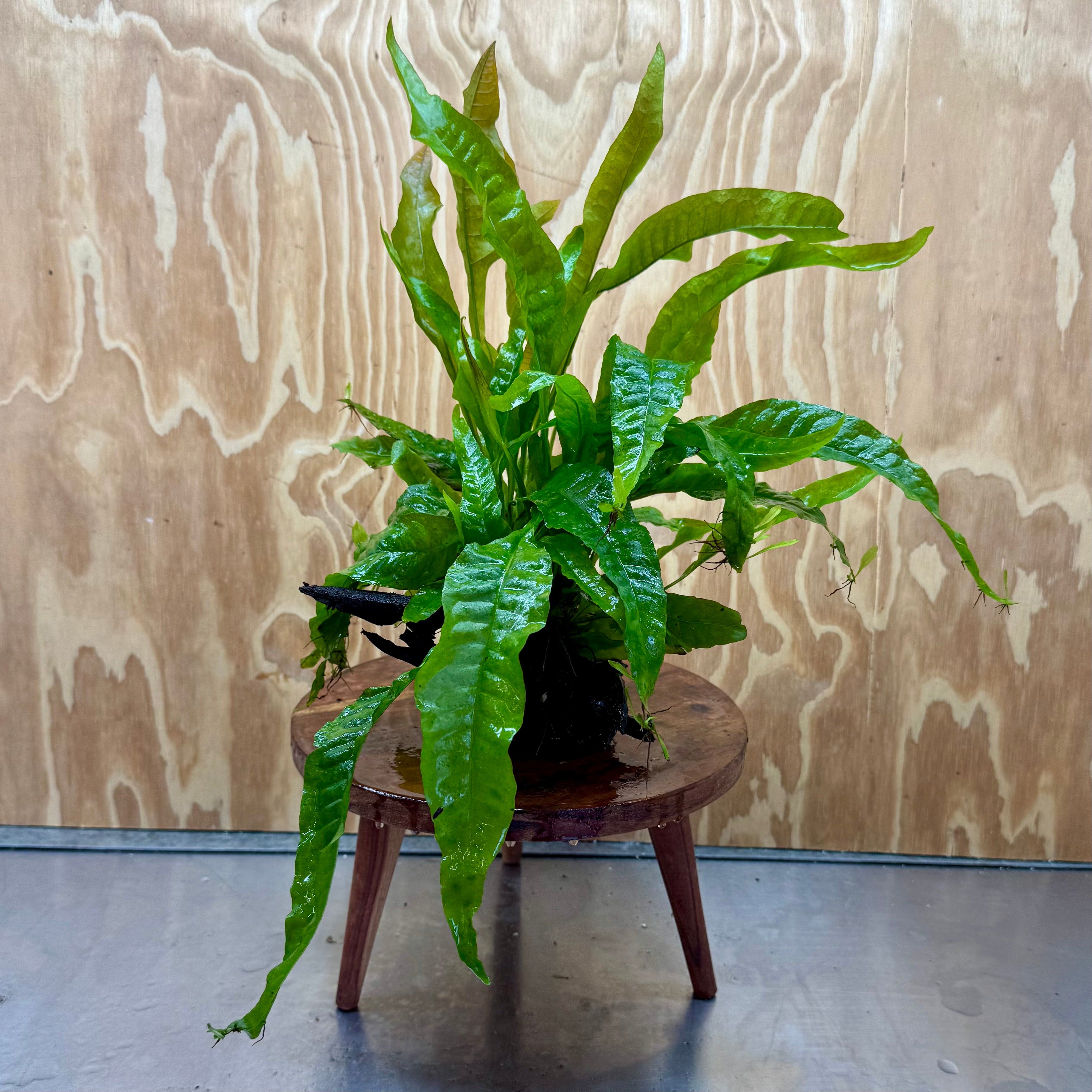 Scapeshop.com.au One Only Microsorum Driftwood Creation - Medium (Java Fern) - One Only - Happy Microsorum Driftwood Creation - Medium (Java Fern) - One Only - Happy