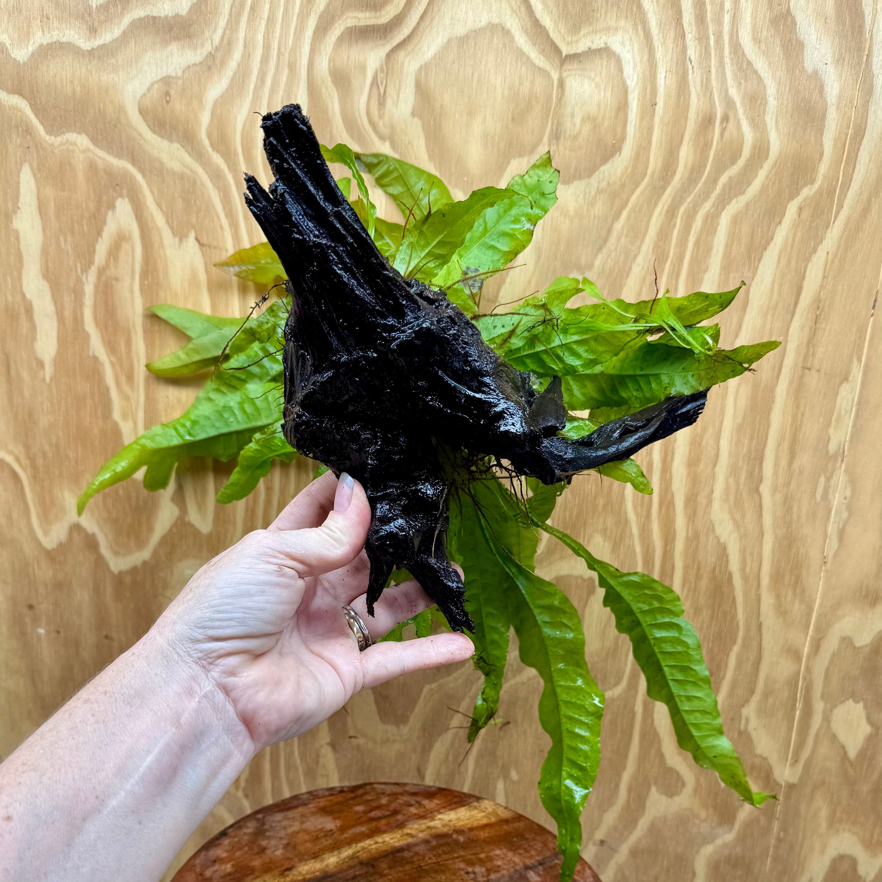 Scapeshop.com.au One Only Microsorum Driftwood Creation - Medium (Java Fern) - One Only - Happy Microsorum Driftwood Creation - Medium (Java Fern) - One Only - Happy