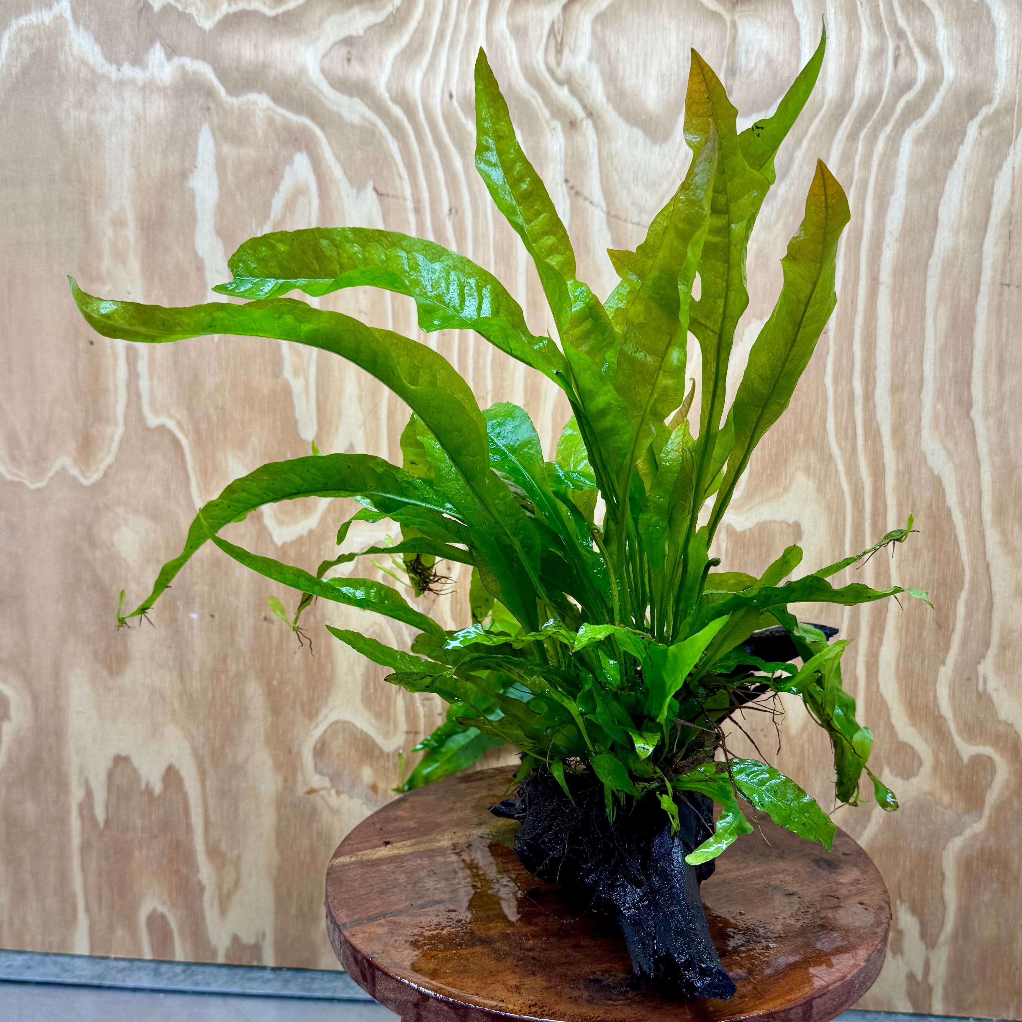 Scapeshop.com.au One Only Microsorum Driftwood Creation - Medium (Java Fern) - One Only - Happy Microsorum Driftwood Creation - Medium (Java Fern) - One Only - Happy