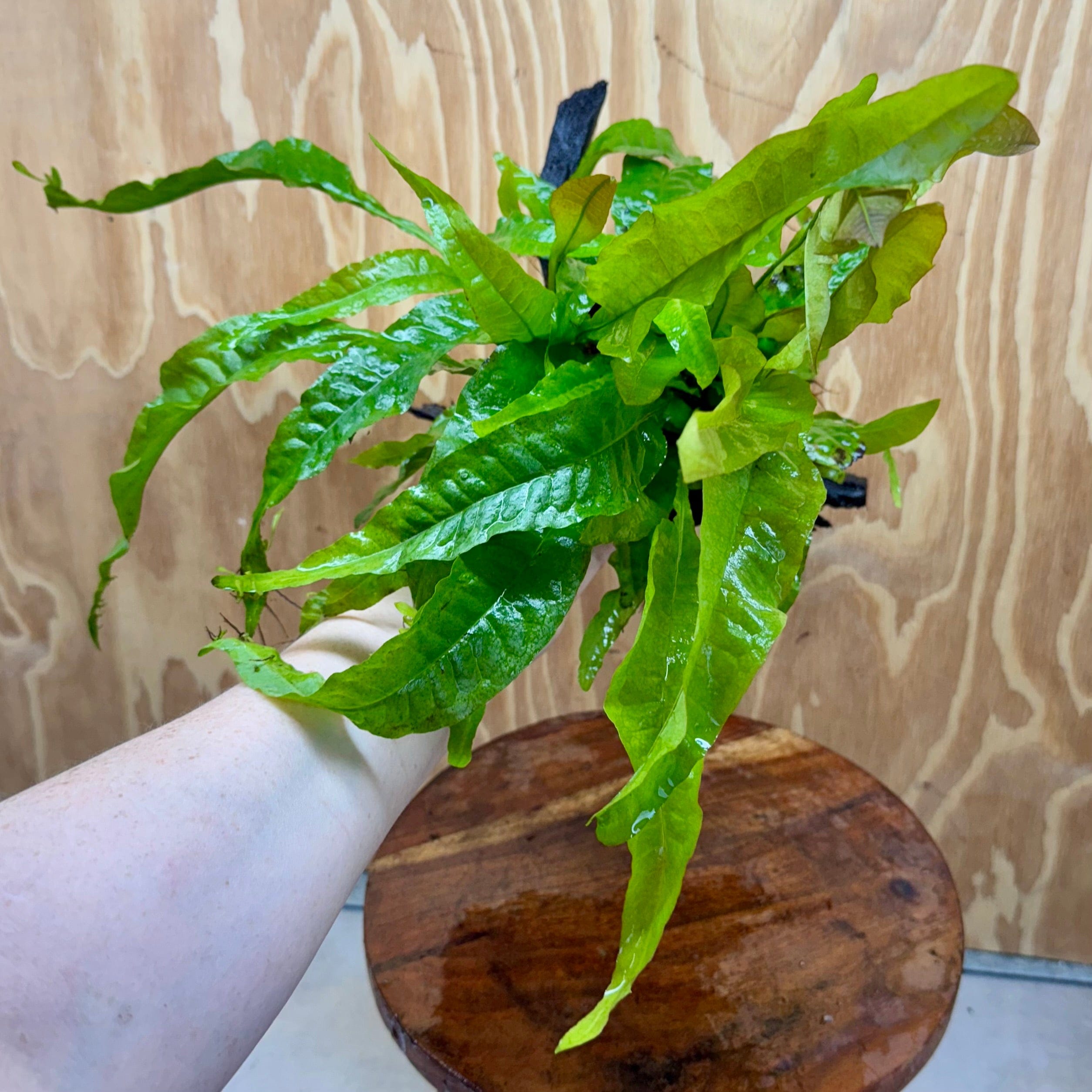 Scapeshop.com.au One Only Microsorum Driftwood Creation - Medium (Java Fern) - One Only - Happy Microsorum Driftwood Creation - Medium (Java Fern) - One Only - Happy