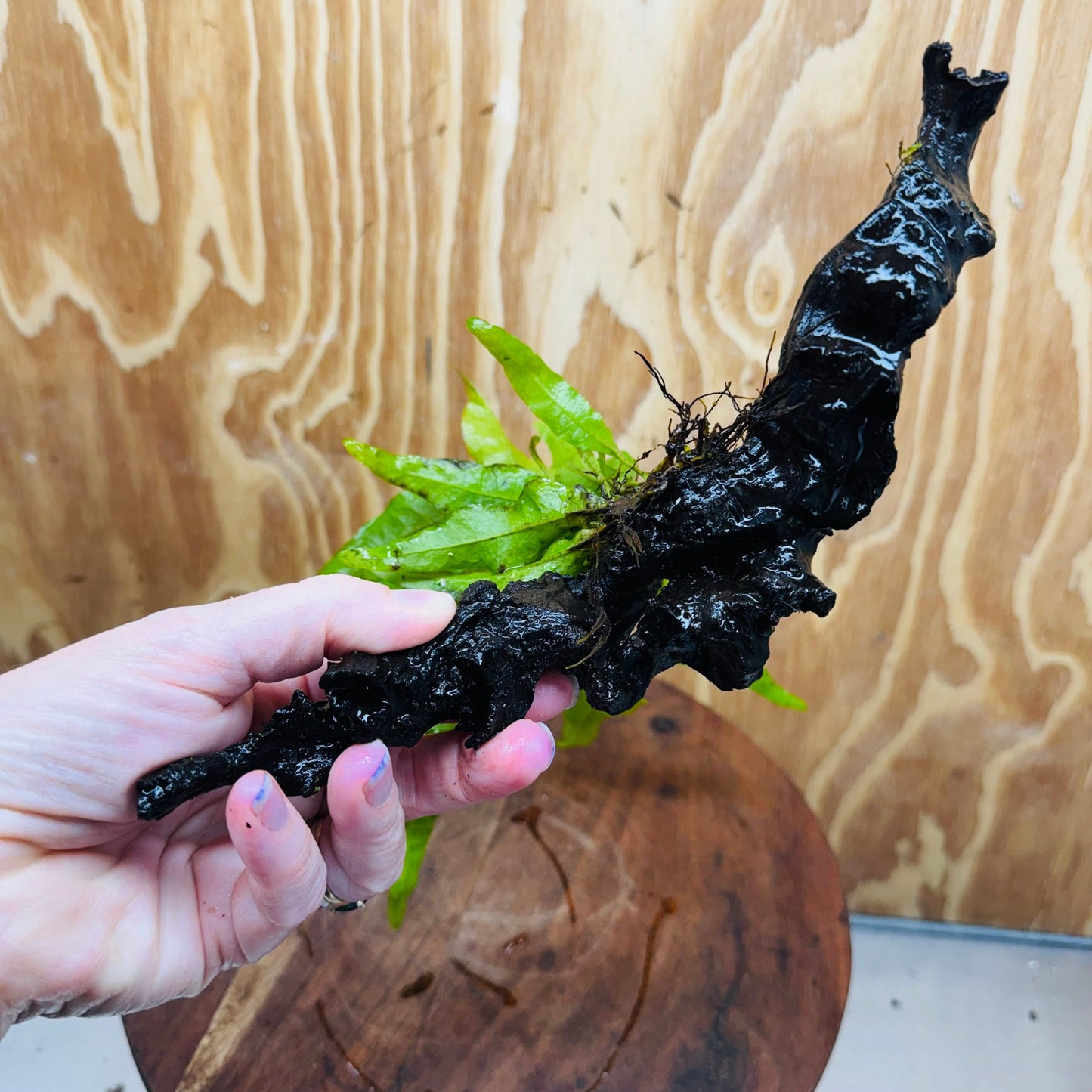 Scapeshop.com.au One Only Microsorum Driftwood Creation - One Only - Radiant Microsorum Driftwood Creation - One Only - Radiant