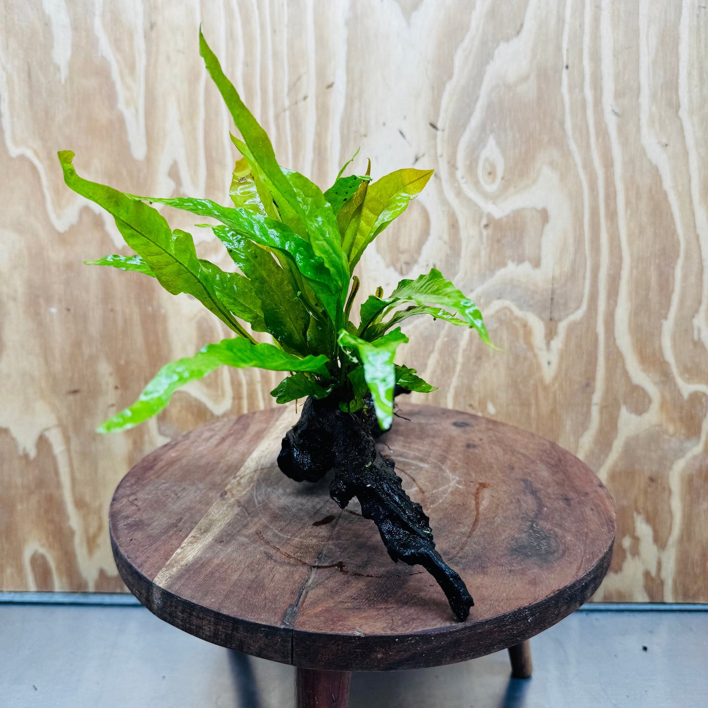 Scapeshop.com.au One Only Microsorum Driftwood Creation - One Only - Radiant Microsorum Driftwood Creation - One Only - Radiant