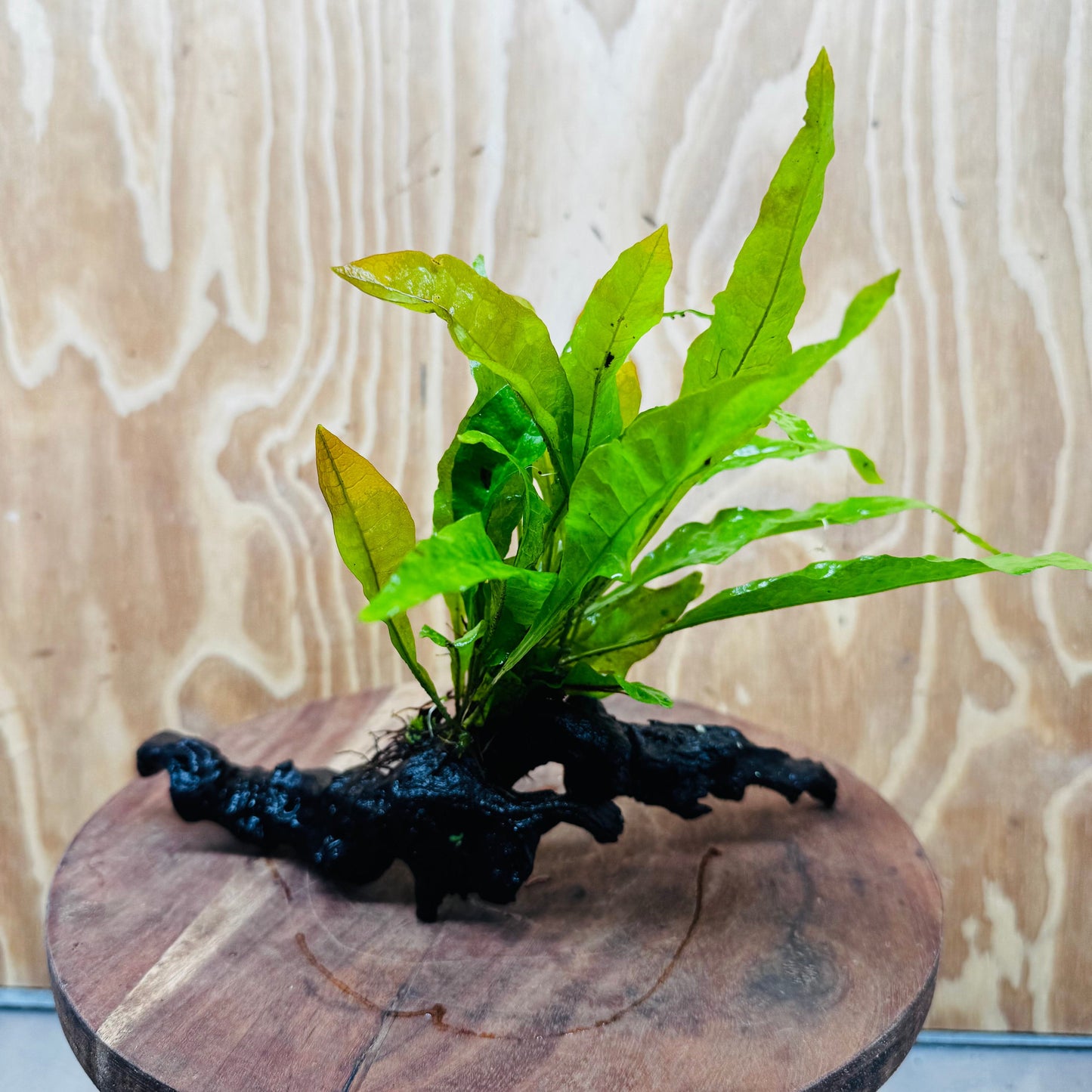 Scapeshop.com.au One Only Microsorum Driftwood Creation - One Only - Radiant Microsorum Driftwood Creation - One Only - Radiant