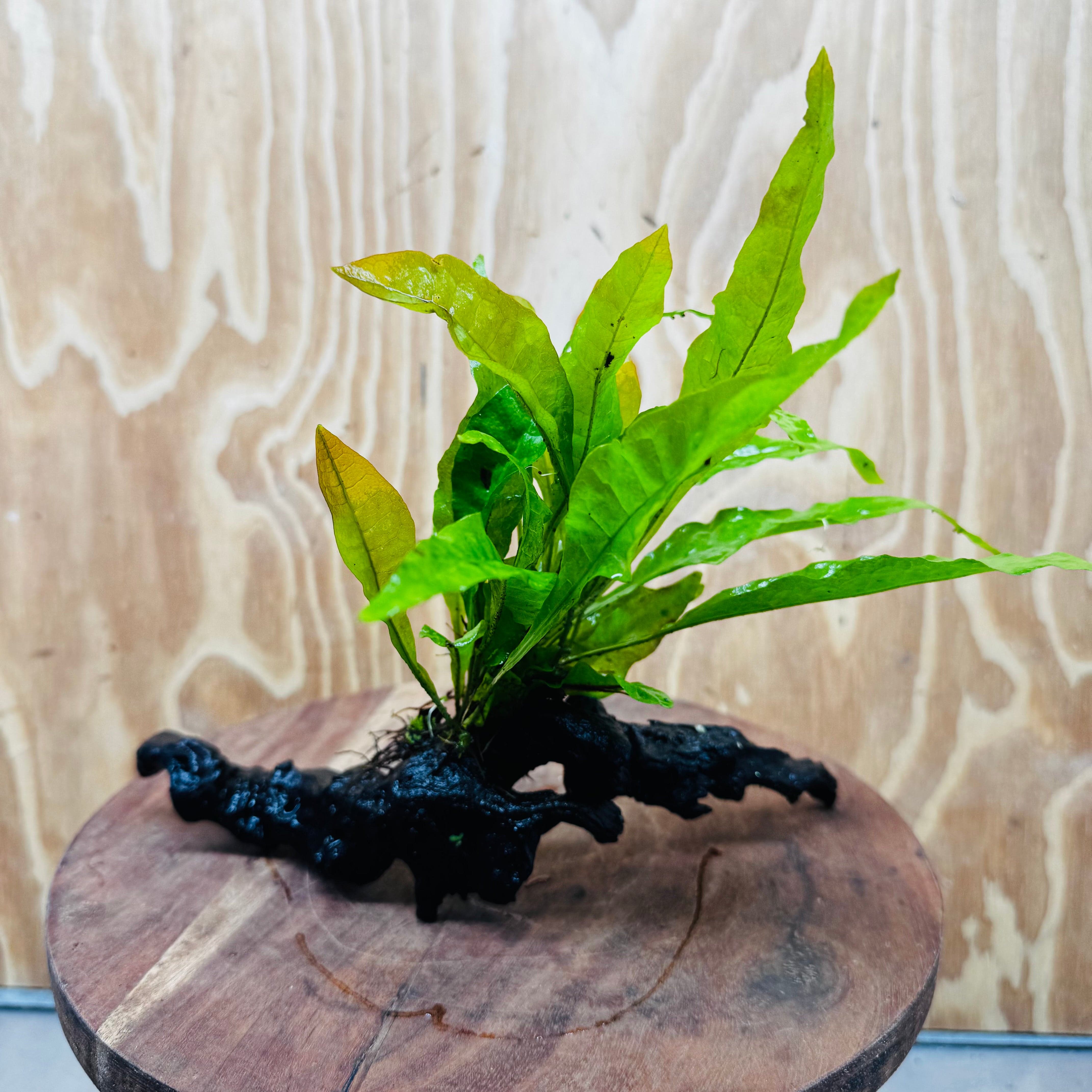 Scapeshop.com.au One Only Microsorum Driftwood Creation - One Only - Radiant Microsorum Driftwood Creation - One Only - Radiant