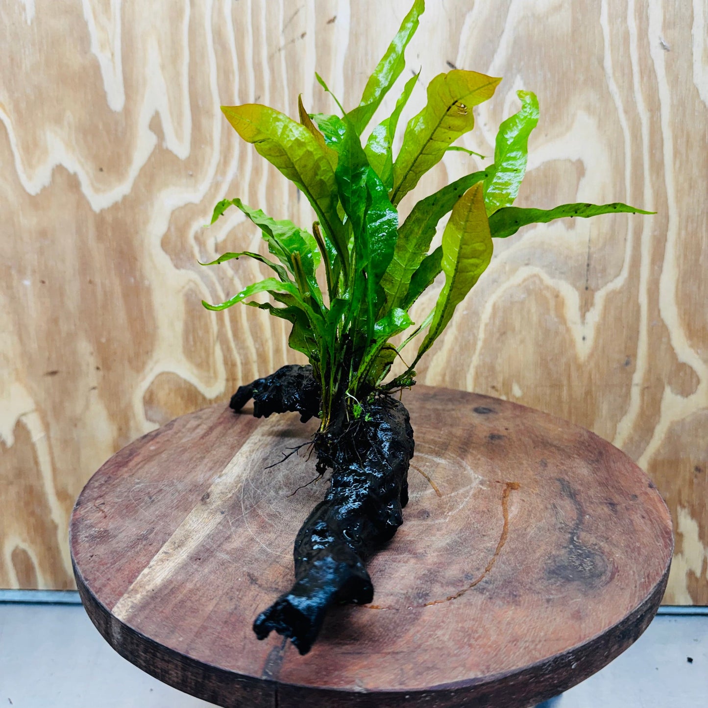 Scapeshop.com.au One Only Microsorum Driftwood Creation - One Only - Radiant Microsorum Driftwood Creation - One Only - Radiant