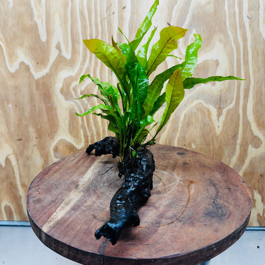 Scapeshop.com.au One Only Microsorum Driftwood Creation - One Only - Radiant Microsorum Driftwood Creation - One Only - Radiant