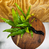 Scapeshop.com.au One Only Microsorum Driftwood Creation - One Only - Radiant Microsorum Driftwood Creation - One Only - Radiant