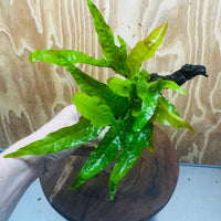 Scapeshop.com.au One Only Microsorum Driftwood Creation - One Only - Radiant Microsorum Driftwood Creation - One Only - Radiant