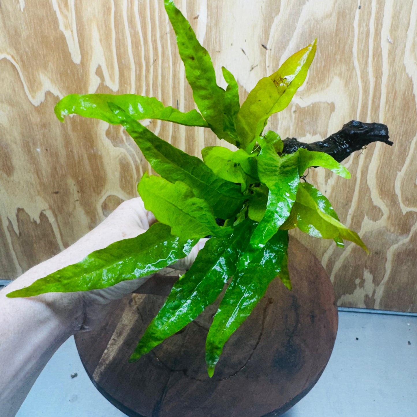 Scapeshop.com.au One Only Microsorum Driftwood Creation - One Only - Radiant Microsorum Driftwood Creation - One Only - Radiant