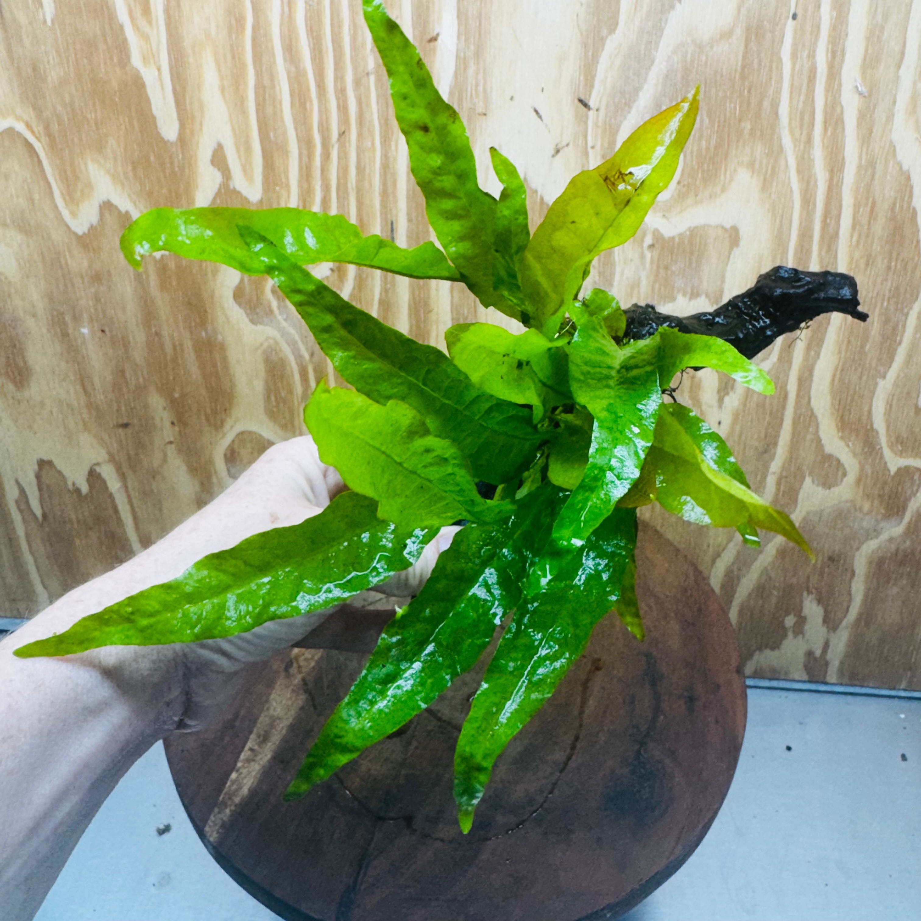 Scapeshop.com.au One Only Microsorum Driftwood Creation - One Only - Radiant Microsorum Driftwood Creation - One Only - Radiant