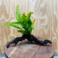 Scapeshop.com.au One Only Microsorum Driftwood Creation - One Only - Radiant Microsorum Driftwood Creation - One Only - Radiant
