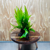 Scapeshop.com.au One Only Microsorum Driftwood Creation - One Only - Radiant Microsorum Driftwood Creation - One Only - Radiant