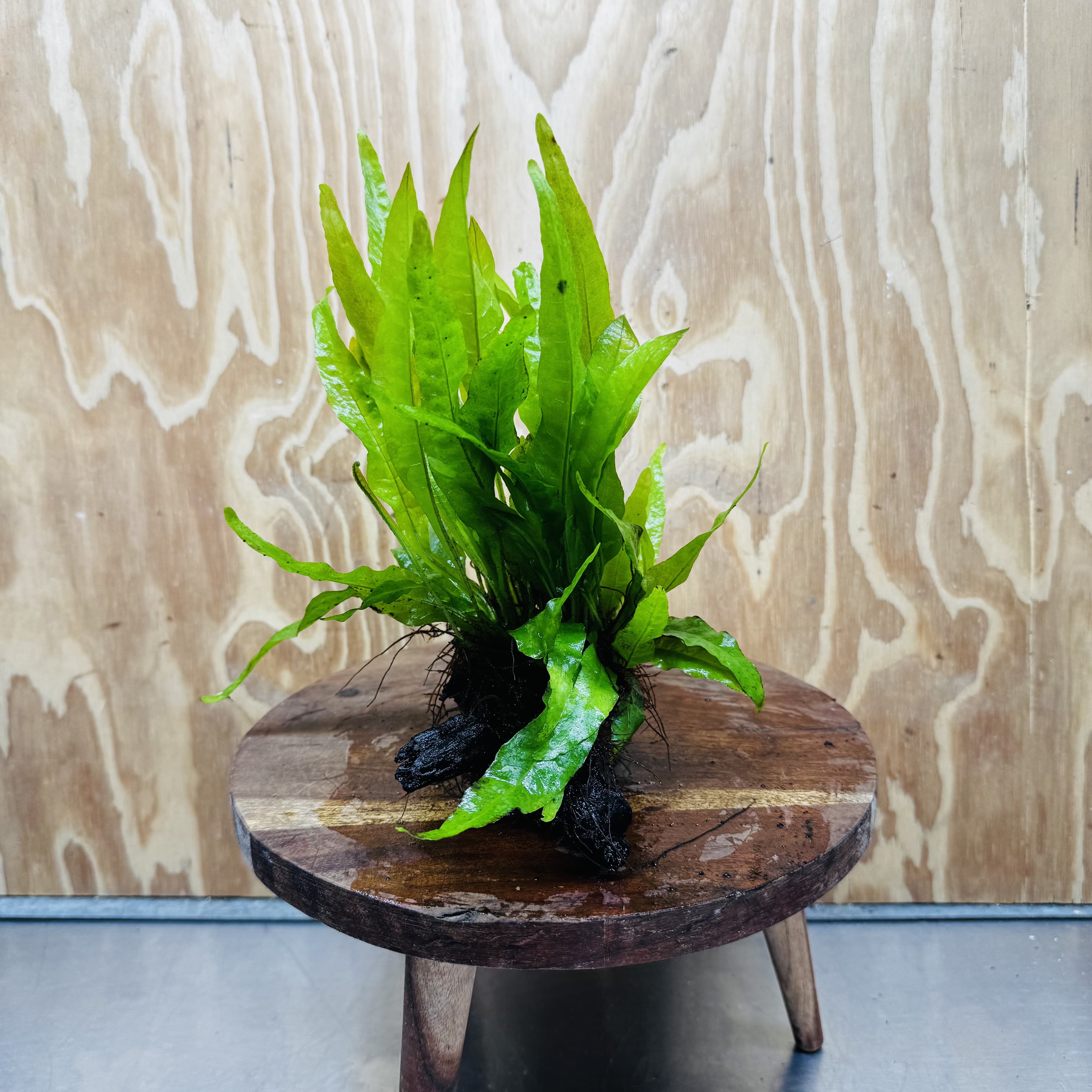 Scapeshop.com.au One Only Microsorum Driftwood Creation - One Only - Radiant Microsorum Driftwood Creation - One Only - Radiant