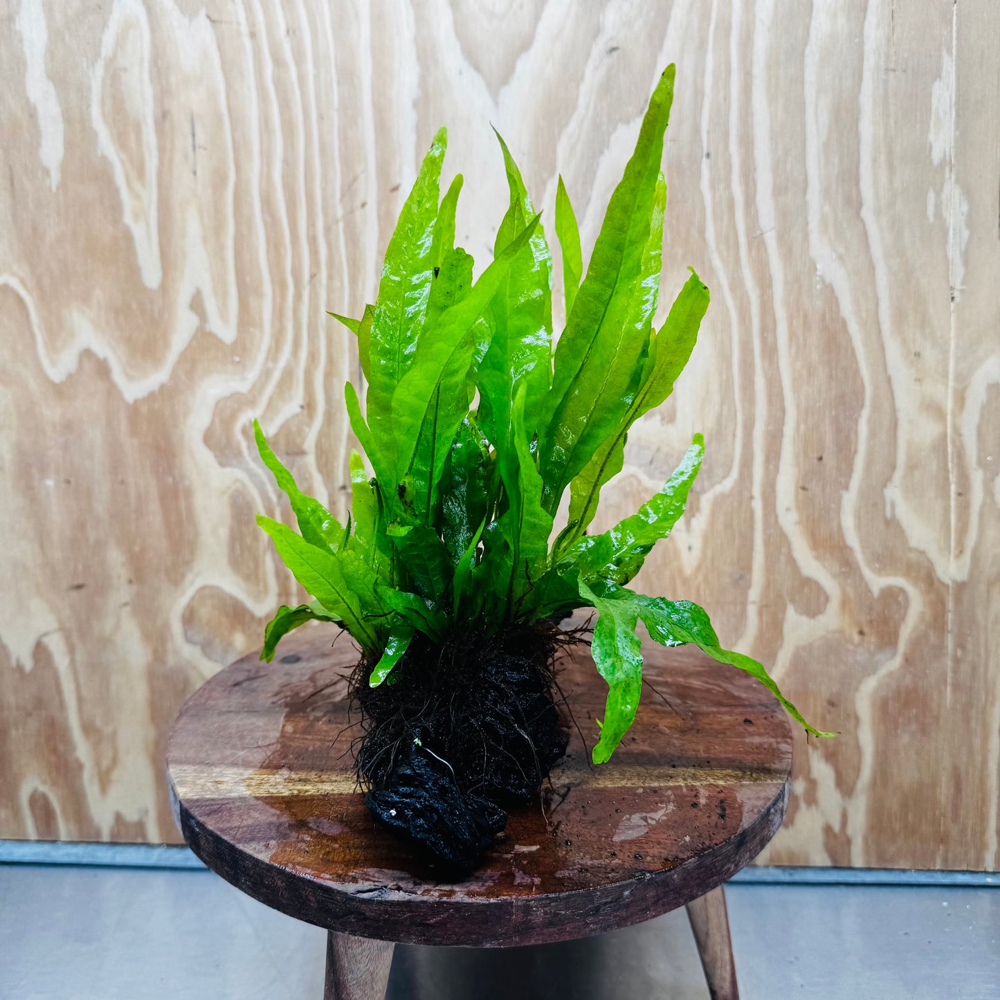 Scapeshop.com.au One Only Microsorum Driftwood Creation - One Only - Radiant Microsorum Driftwood Creation - One Only - Radiant