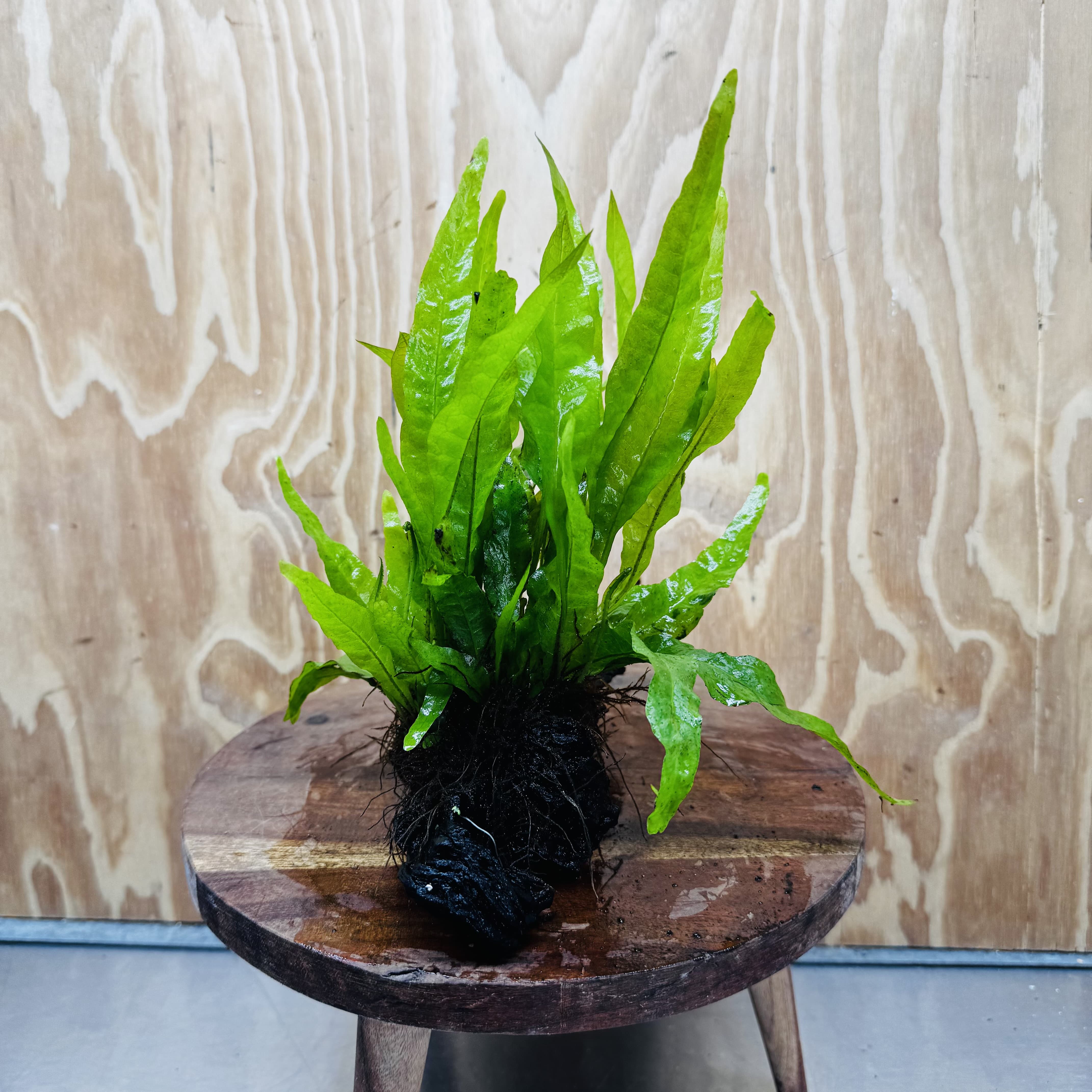 Scapeshop.com.au One Only Microsorum Driftwood Creation - One Only - Radiant Microsorum Driftwood Creation - One Only - Radiant