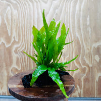 Scapeshop.com.au One Only Microsorum Driftwood Creation - One Only - Radiant Microsorum Driftwood Creation - One Only - Radiant