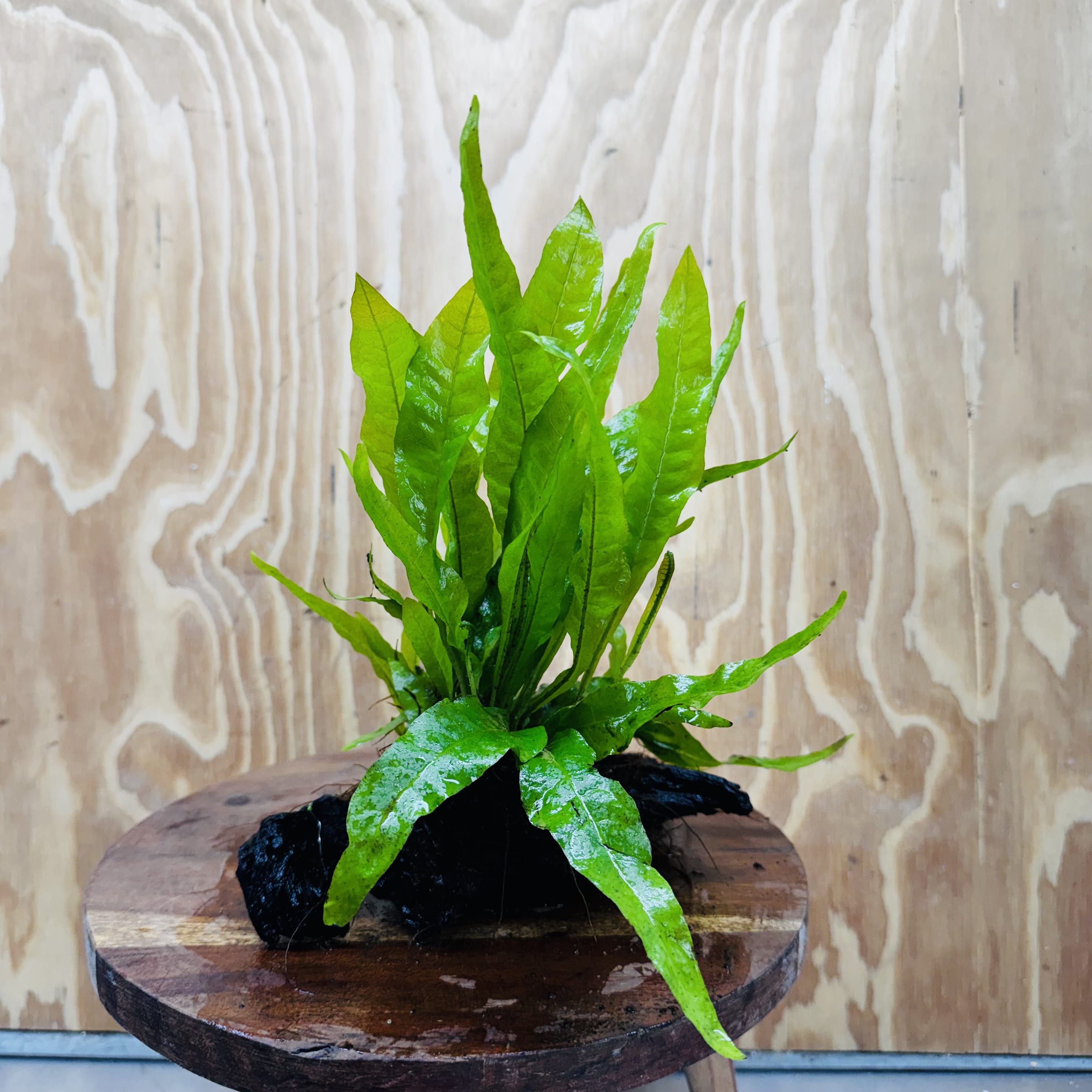 Scapeshop.com.au One Only Microsorum Driftwood Creation - One Only - Radiant Microsorum Driftwood Creation - One Only - Radiant