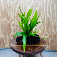 Scapeshop.com.au One Only Microsorum Driftwood Creation - One Only - Radiant Microsorum Driftwood Creation - One Only - Radiant