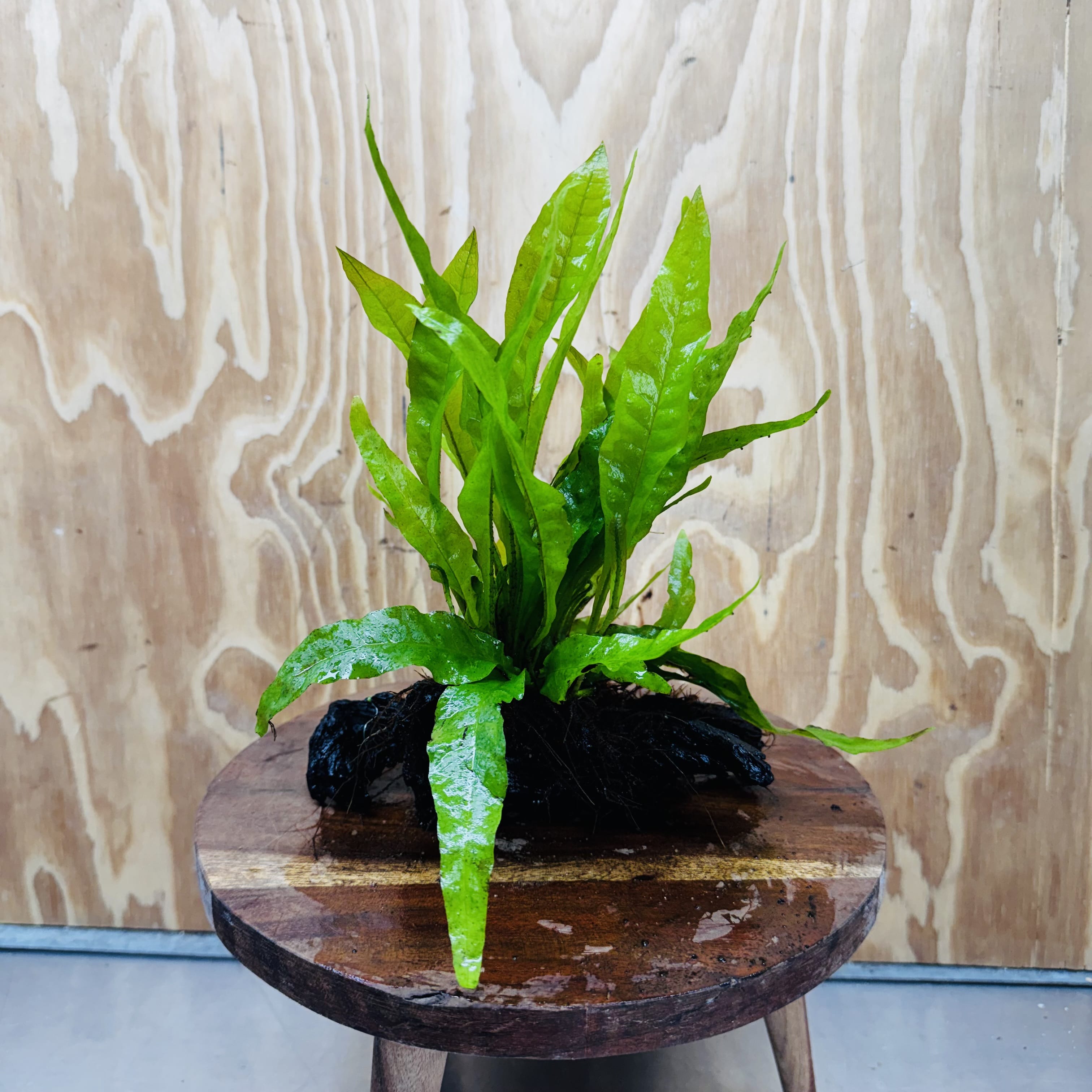 Scapeshop.com.au One Only Microsorum Driftwood Creation - One Only - Radiant Microsorum Driftwood Creation - One Only - Radiant