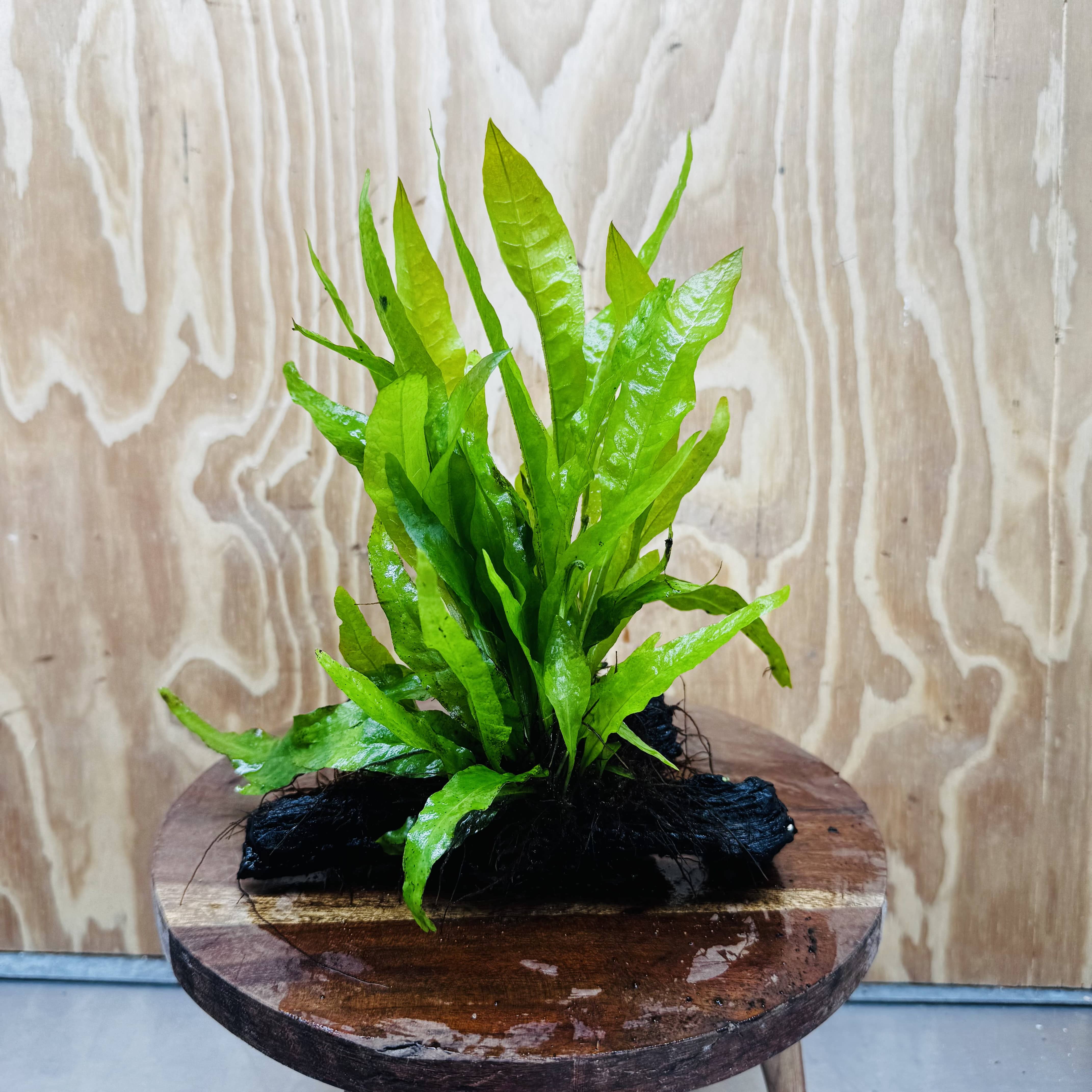 Scapeshop.com.au One Only Microsorum Driftwood Creation - One Only - Radiant Microsorum Driftwood Creation - One Only - Radiant