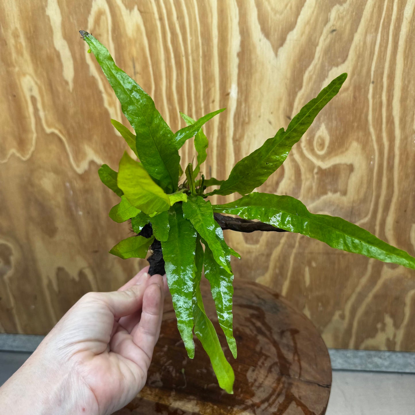Scapeshop.com.au One Only Microsorum Driftwood Creation - One Only - Radiant Shop for aquarium feature plants and Microsorum Driftwood Creations