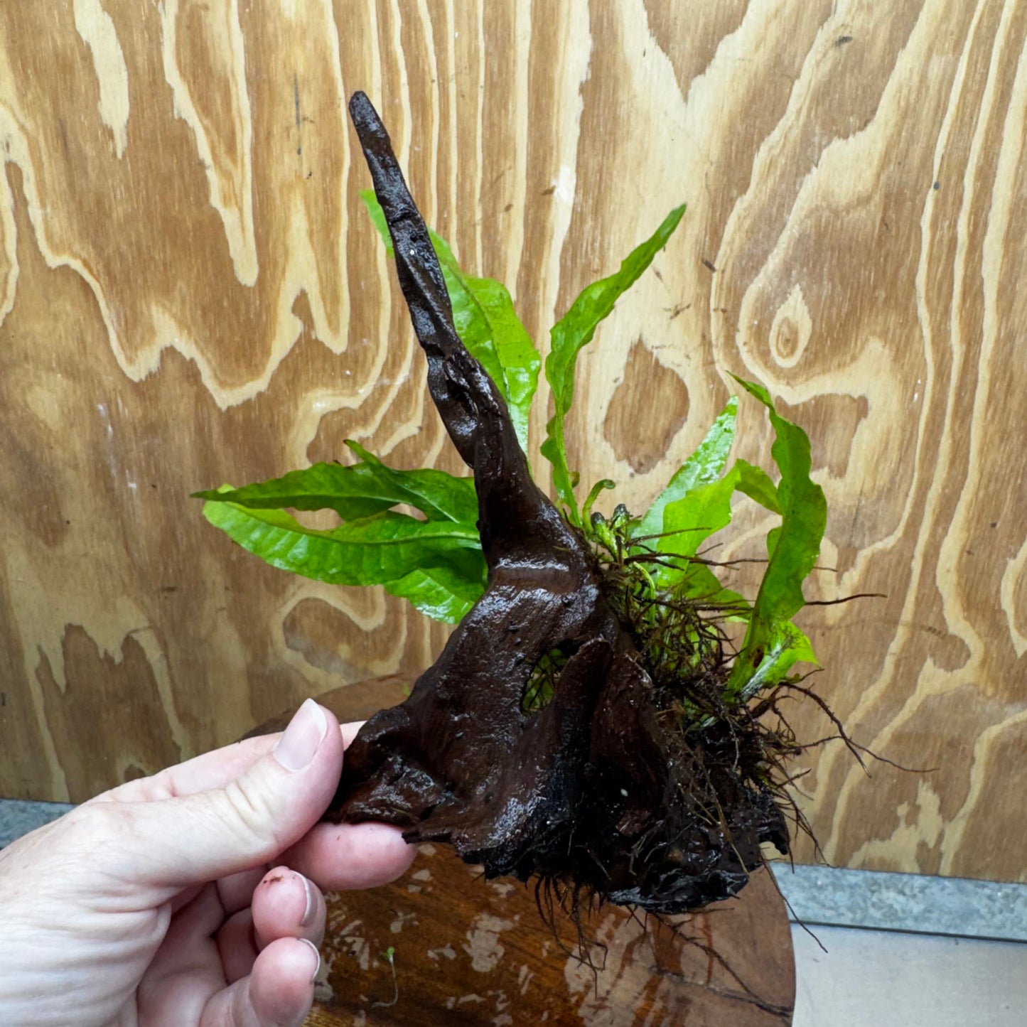 Scapeshop.com.au One Only Microsorum Driftwood Creation - One Only - Radiant Shop for aquarium feature plants and Microsorum Driftwood Creations