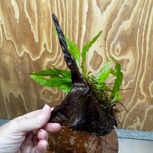 Scapeshop.com.au One Only Microsorum Driftwood Creation - One Only - Radiant Shop for aquarium feature plants and Microsorum Driftwood Creations