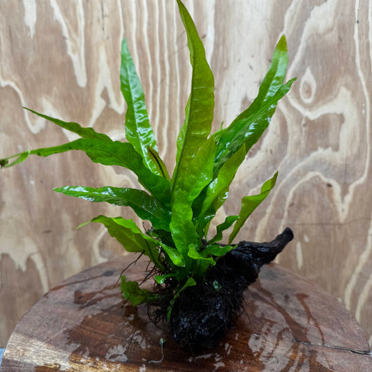 Scapeshop.com.au One Only Microsorum Driftwood Creation - One Only - Radiant Shop for aquarium feature plants and Microsorum Driftwood Creations