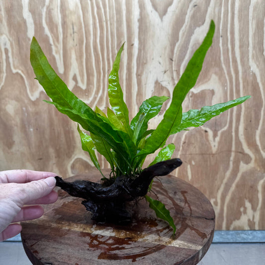 Scapeshop.com.au One Only Microsorum Driftwood Creation - One Only - Radiant Shop for aquarium feature plants and Microsorum Driftwood Creations