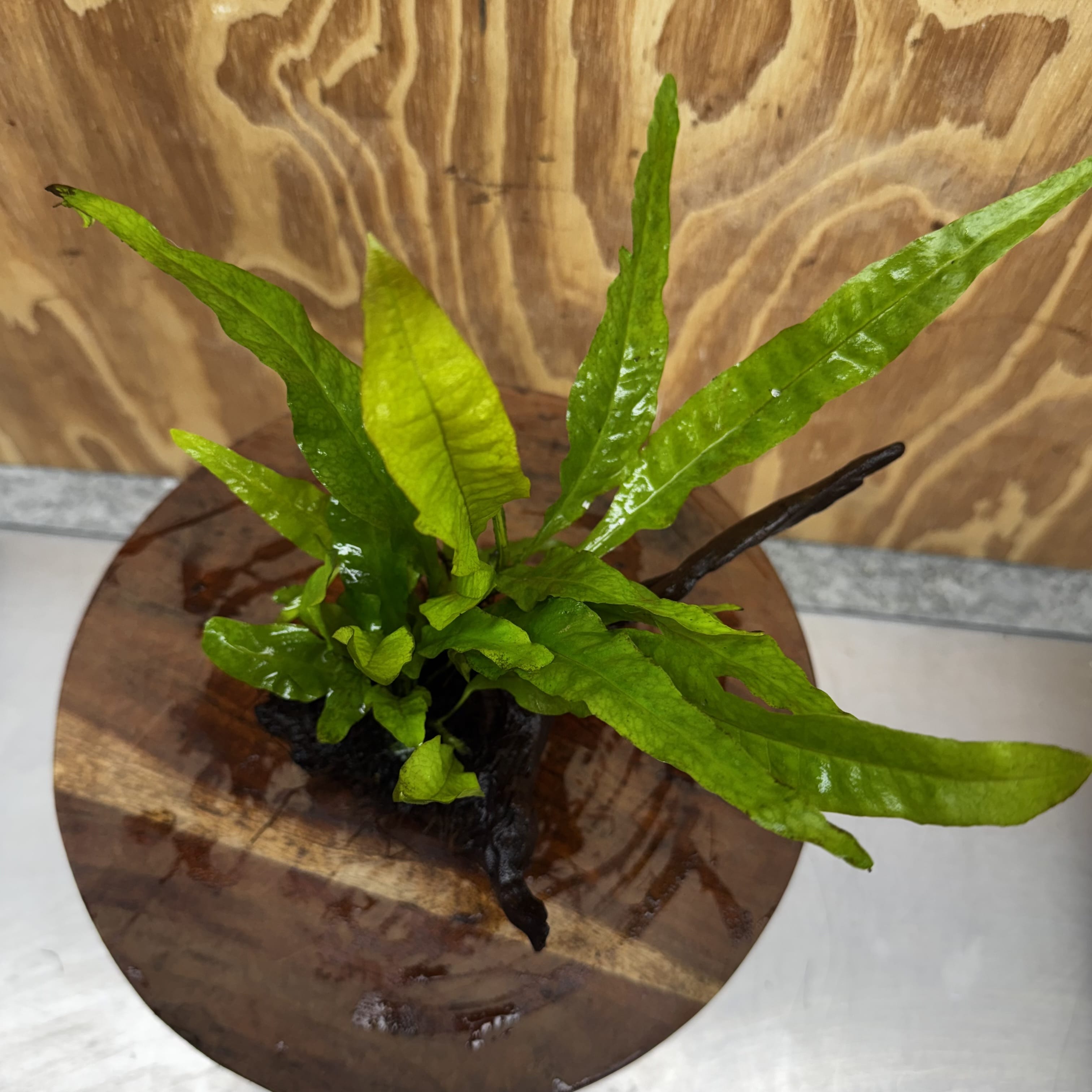 Scapeshop.com.au One Only Microsorum Driftwood Creation - One Only - Radiant Shop for aquarium feature plants and Microsorum Driftwood Creations