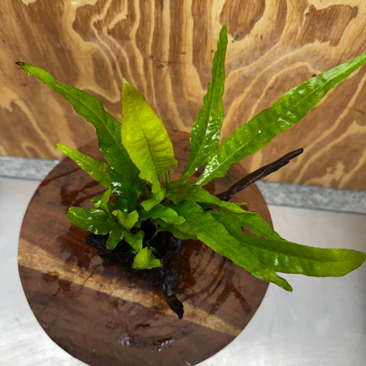 Scapeshop.com.au One Only Microsorum Driftwood Creation - One Only - Radiant Shop for aquarium feature plants and Microsorum Driftwood Creations
