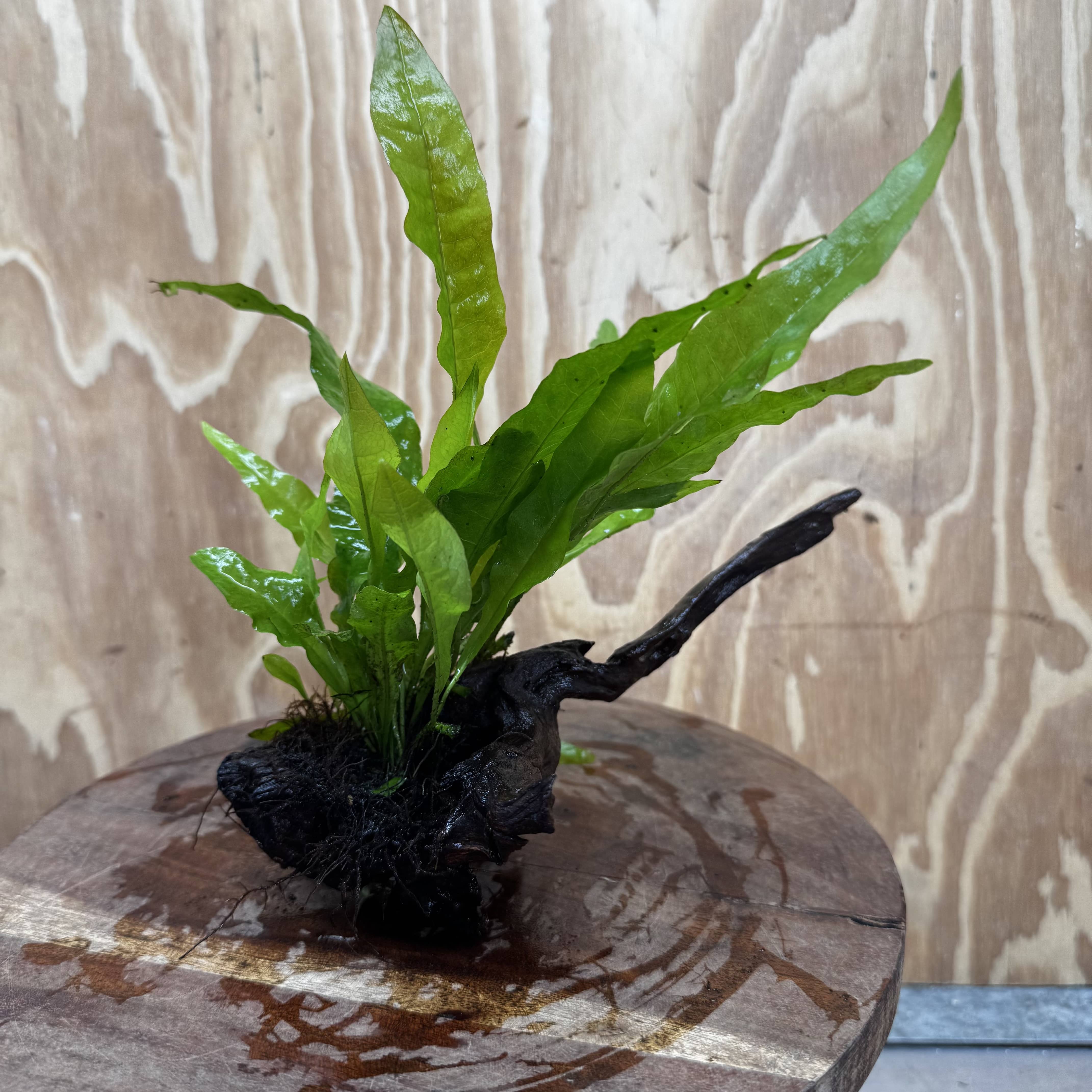 Scapeshop.com.au One Only Microsorum Driftwood Creation - One Only - Radiant Shop for aquarium feature plants and Microsorum Driftwood Creations
