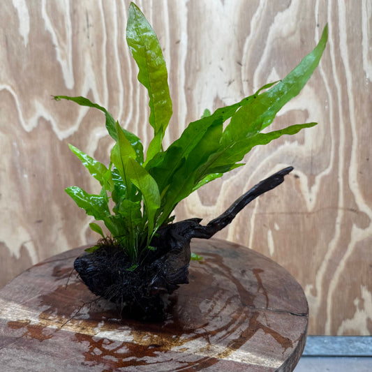 Scapeshop.com.au One Only Microsorum Driftwood Creation - One Only - Radiant Shop for aquarium feature plants and Microsorum Driftwood Creations