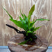 Scapeshop.com.au One Only Microsorum Driftwood Creation - One Only - Radiant Shop for aquarium feature plants and Microsorum Driftwood Creations
