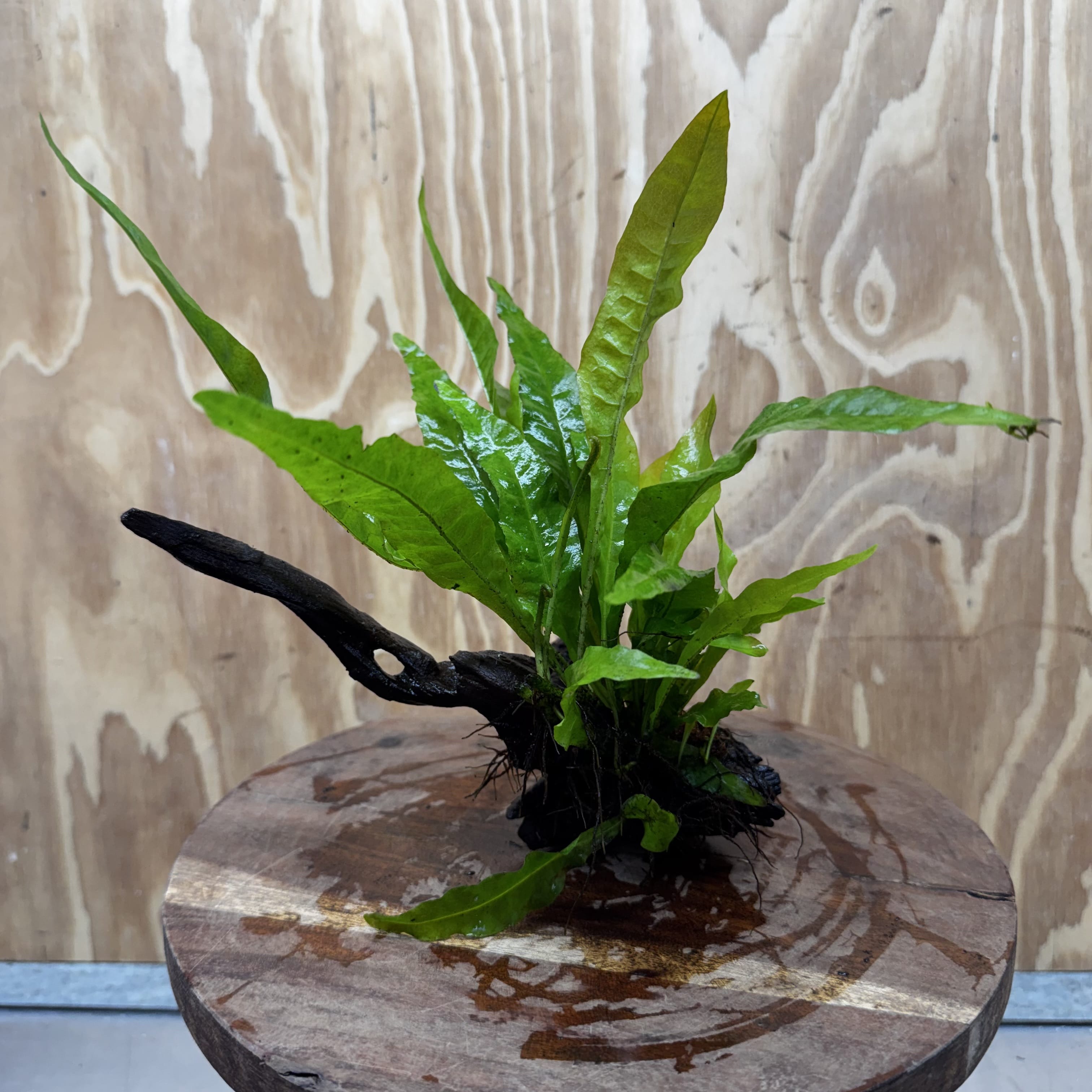 Scapeshop.com.au One Only Microsorum Driftwood Creation - One Only - Radiant Shop for aquarium feature plants and Microsorum Driftwood Creations