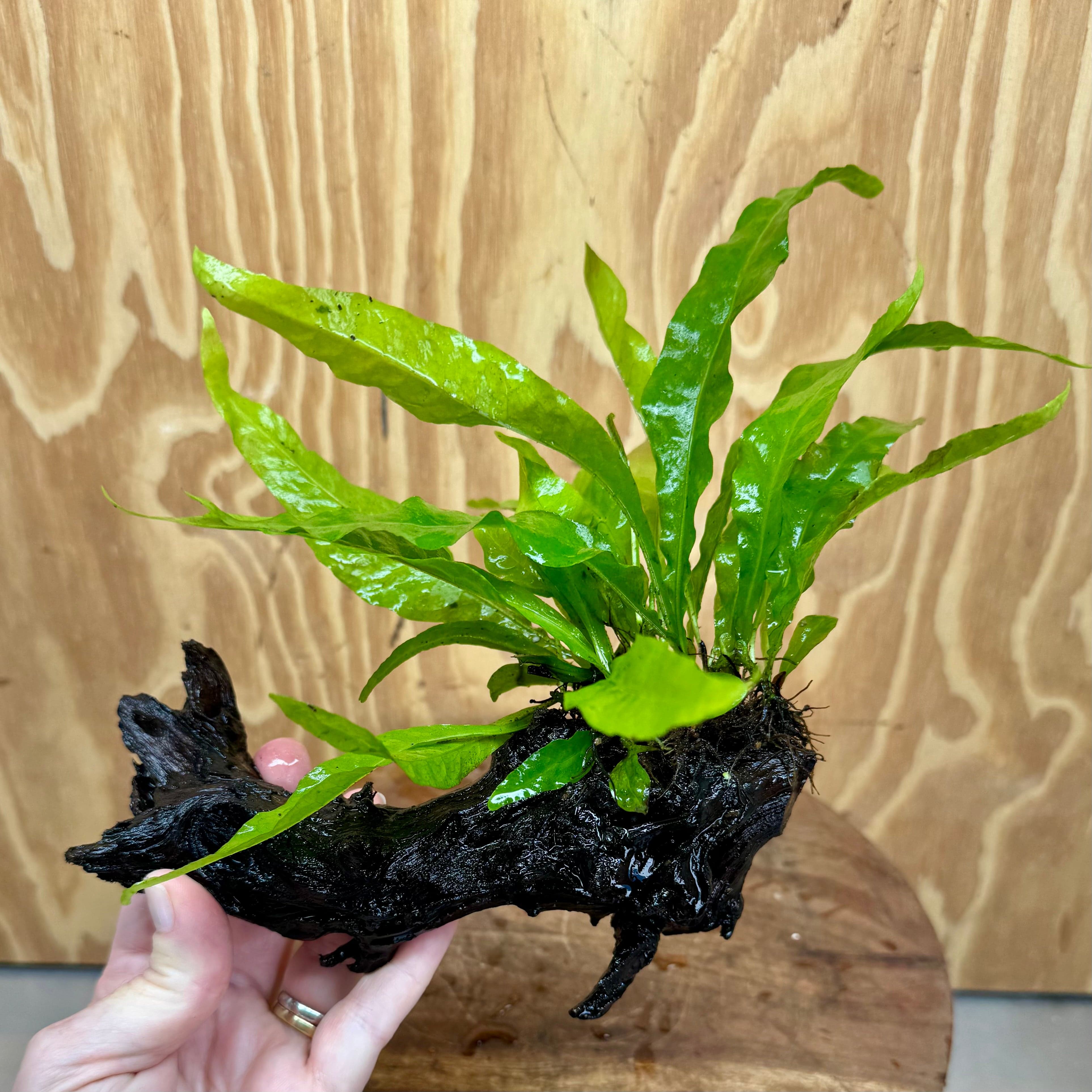 Scapeshop.com.au One Only Microsorum Driftwood Creation -Small (Java Fern) - One Only - Dramatic Microsorum Driftwood Creation -Small (Java Fern) - One Only - Dramatic