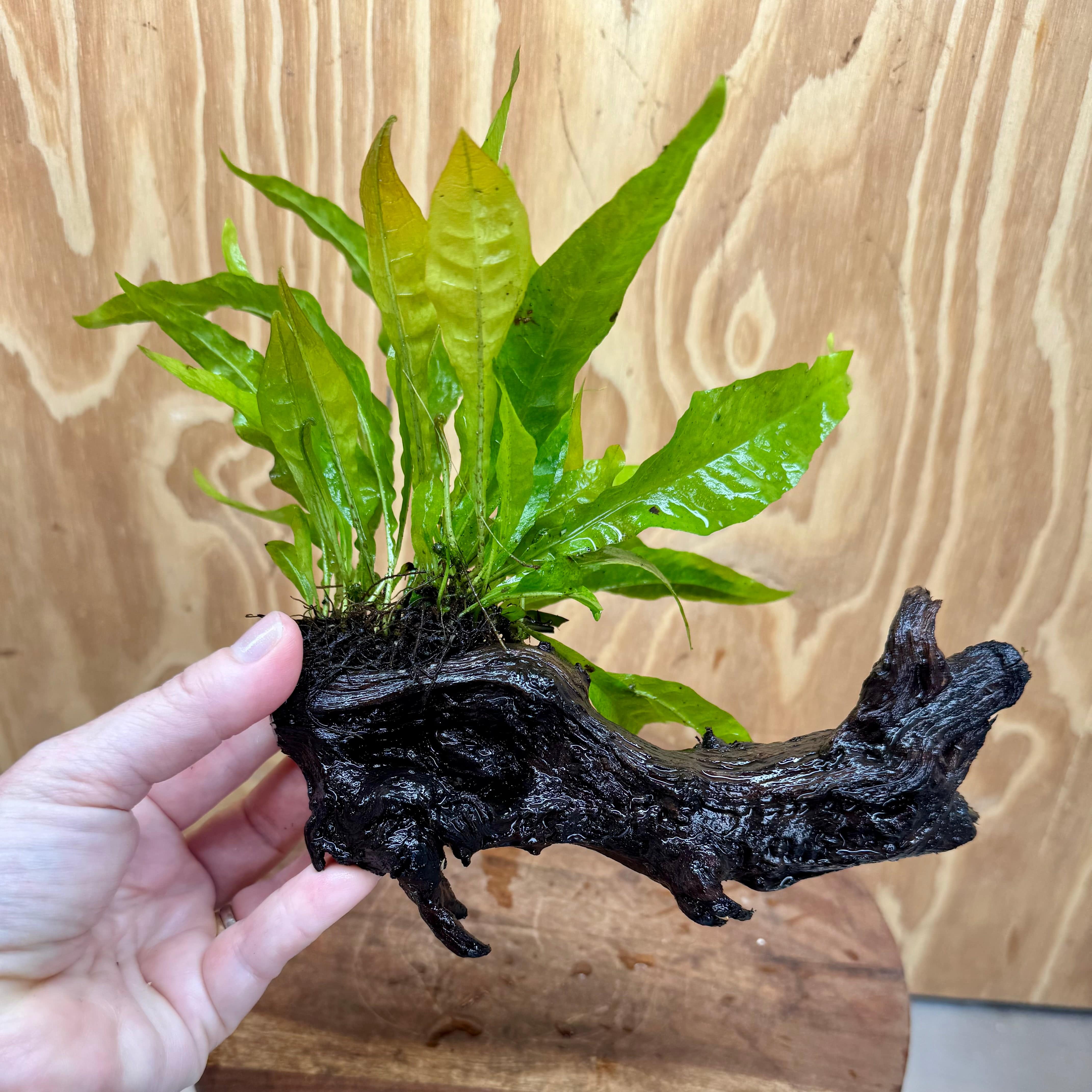 Scapeshop.com.au One Only Microsorum Driftwood Creation -Small (Java Fern) - One Only - Dramatic Microsorum Driftwood Creation -Small (Java Fern) - One Only - Dramatic