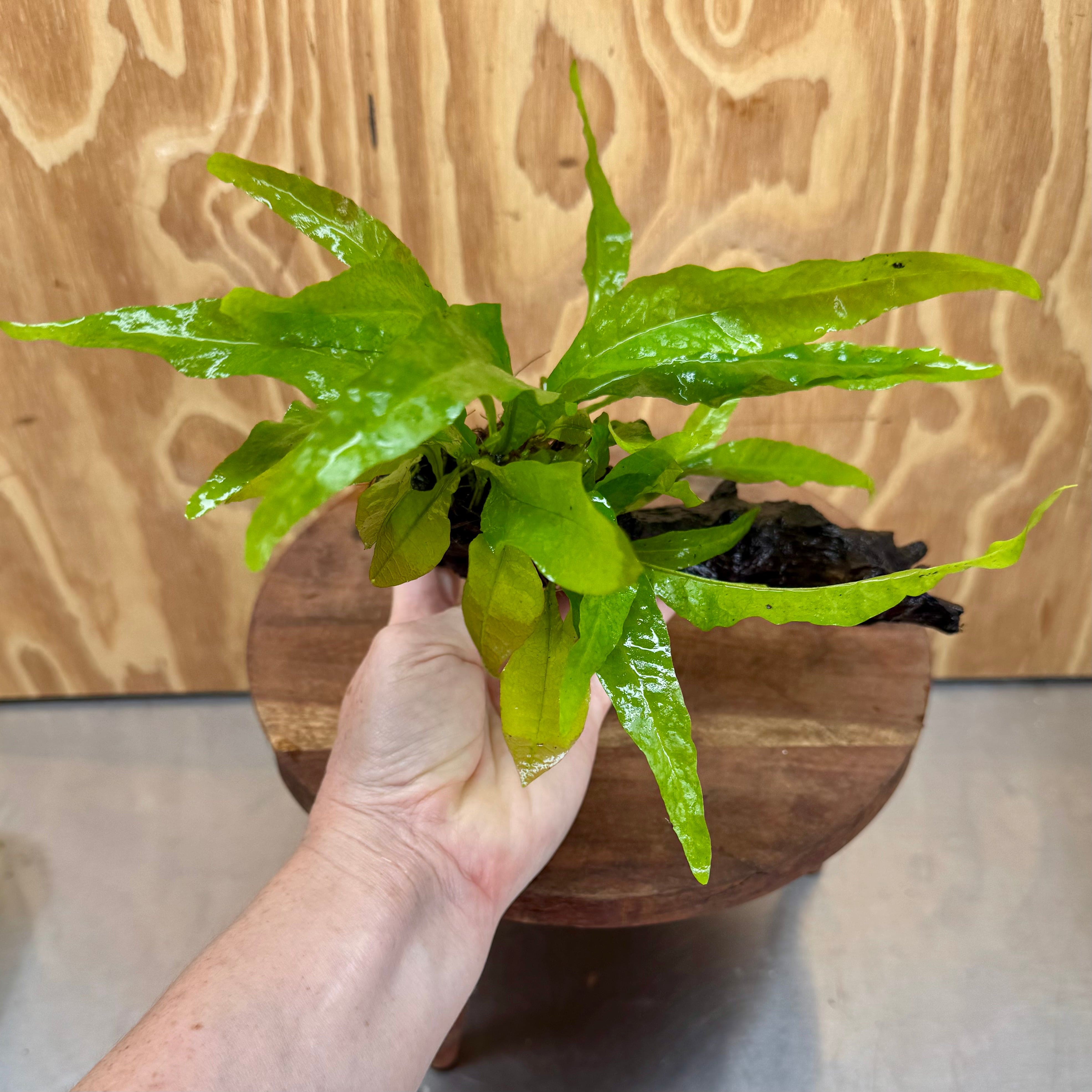 Scapeshop.com.au One Only Microsorum Driftwood Creation -Small (Java Fern) - One Only - Dramatic Microsorum Driftwood Creation -Small (Java Fern) - One Only - Dramatic