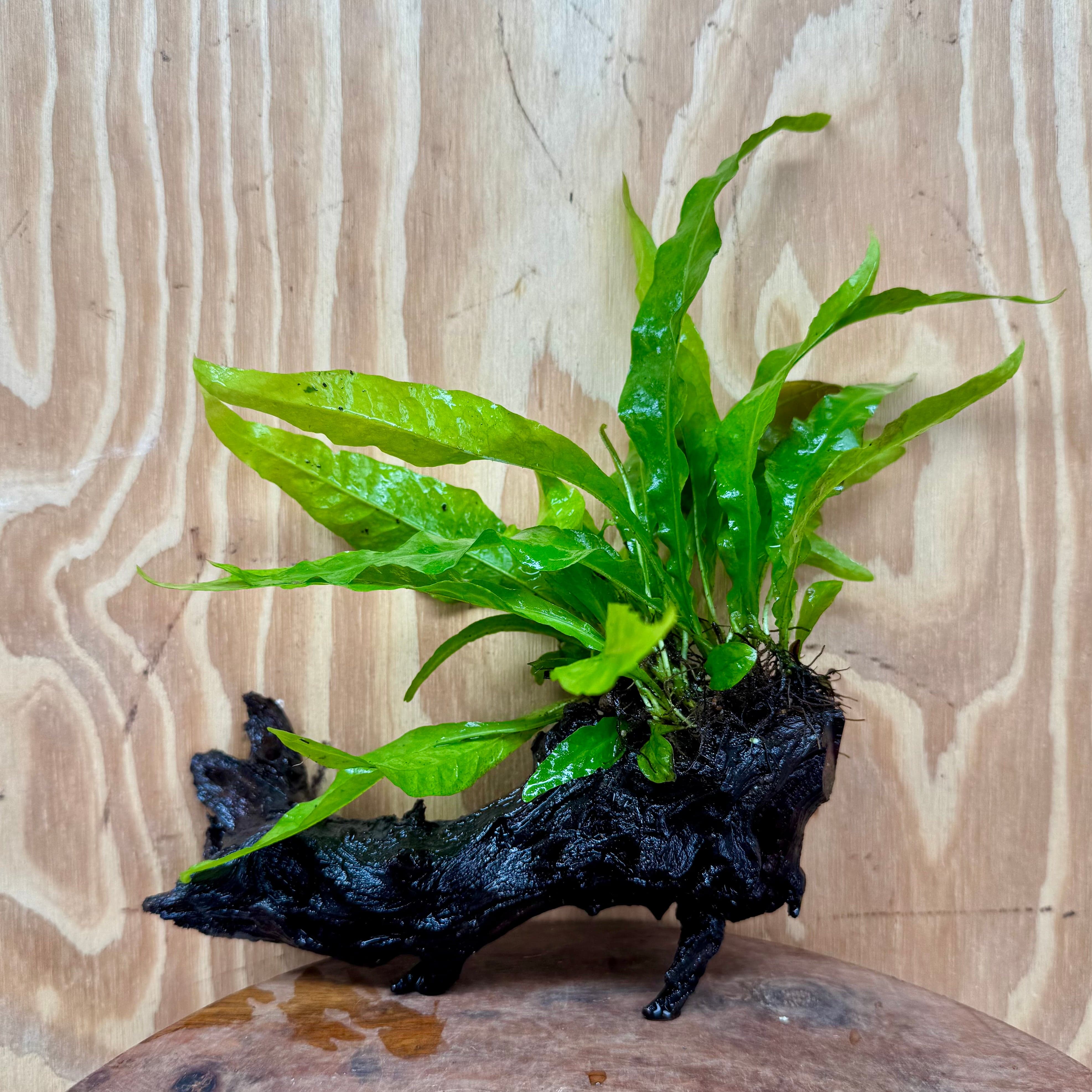 Scapeshop.com.au One Only Microsorum Driftwood Creation -Small (Java Fern) - One Only - Dramatic Microsorum Driftwood Creation -Small (Java Fern) - One Only - Dramatic
