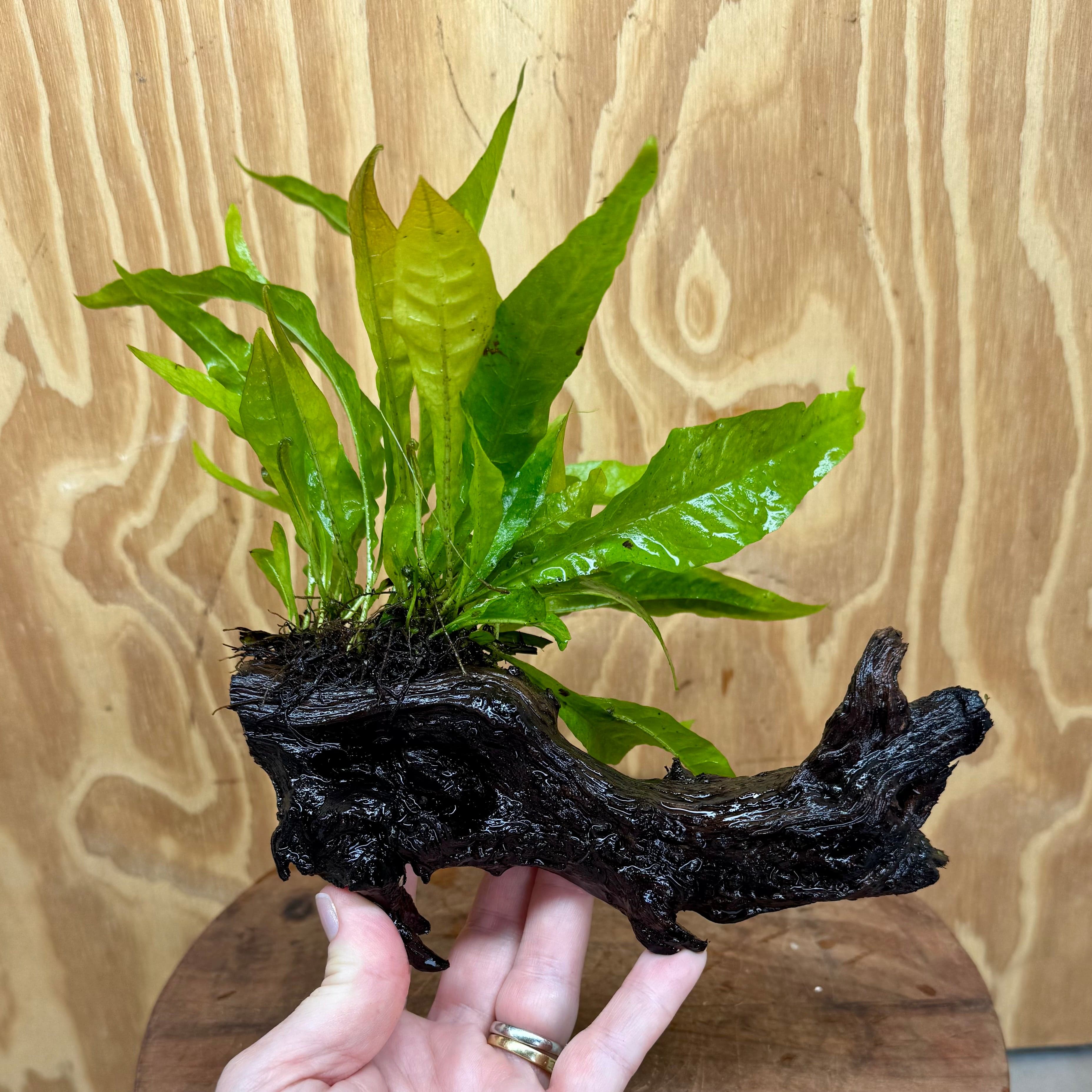 Scapeshop.com.au One Only Microsorum Driftwood Creation -Small (Java Fern) - One Only - Dramatic Microsorum Driftwood Creation -Small (Java Fern) - One Only - Dramatic