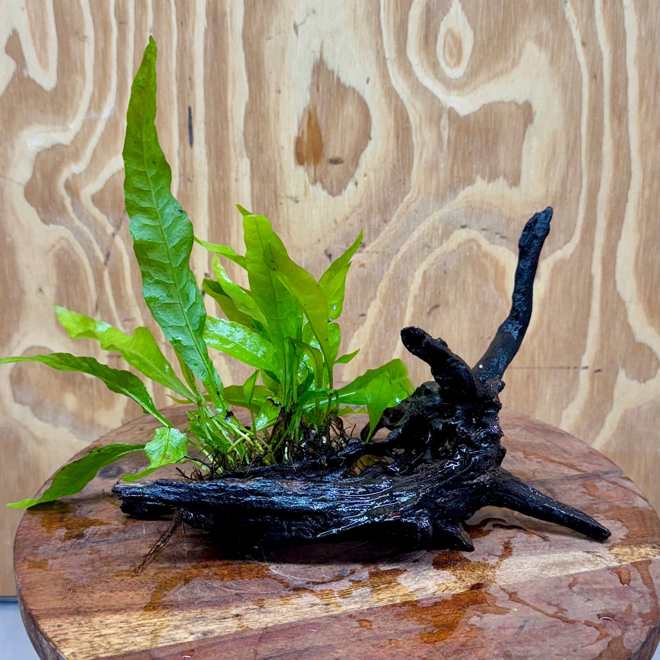 Microsorum Driftwood Creation -Small (Java Fern) - One Only - Dramatic ...