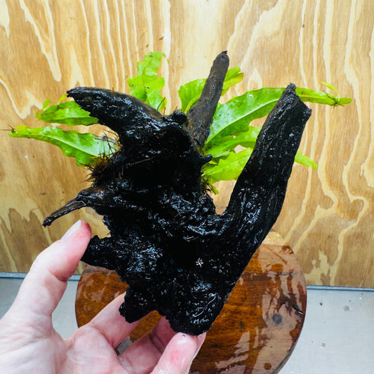 Scapeshop.com.au One Only Microsorum Driftwood Creation -Small (Java Fern) - One Only - Dramatic Microsorum Driftwood Creation -Small (Java Fern) - One Only - Dramatic
