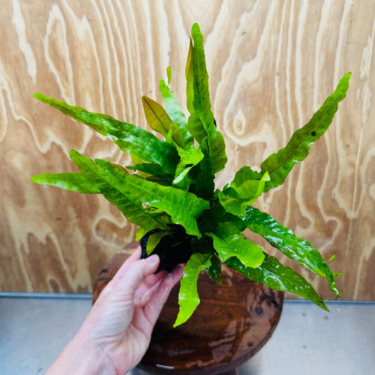 Scapeshop.com.au One Only Microsorum Driftwood Creation -Small (Java Fern) - One Only - Dramatic Microsorum Driftwood Creation -Small (Java Fern) - One Only - Dramatic