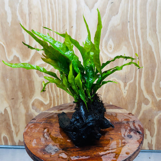 Scapeshop.com.au One Only Microsorum Driftwood Creation -Small (Java Fern) - One Only - Dramatic Microsorum Driftwood Creation -Small (Java Fern) - One Only - Dramatic