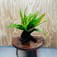 Scapeshop.com.au One Only Microsorum Driftwood Creation -Small (Java Fern) - One Only - Dramatic Microsorum Driftwood Creation -Small (Java Fern) - One Only - Dramatic