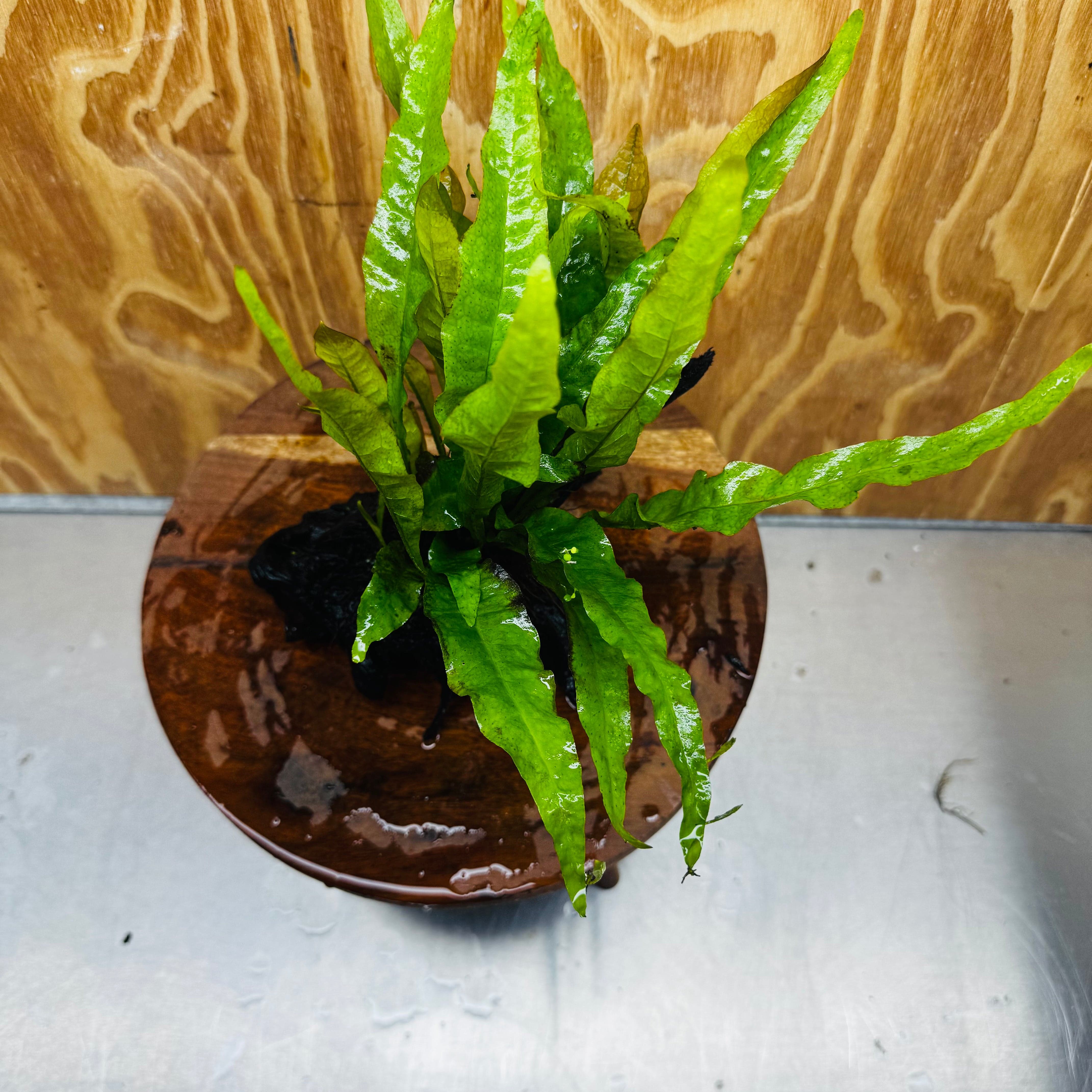 Scapeshop.com.au One Only Microsorum Driftwood Creation -Small (Java Fern) - One Only - Dramatic Microsorum Driftwood Creation -Small (Java Fern) - One Only - Dramatic