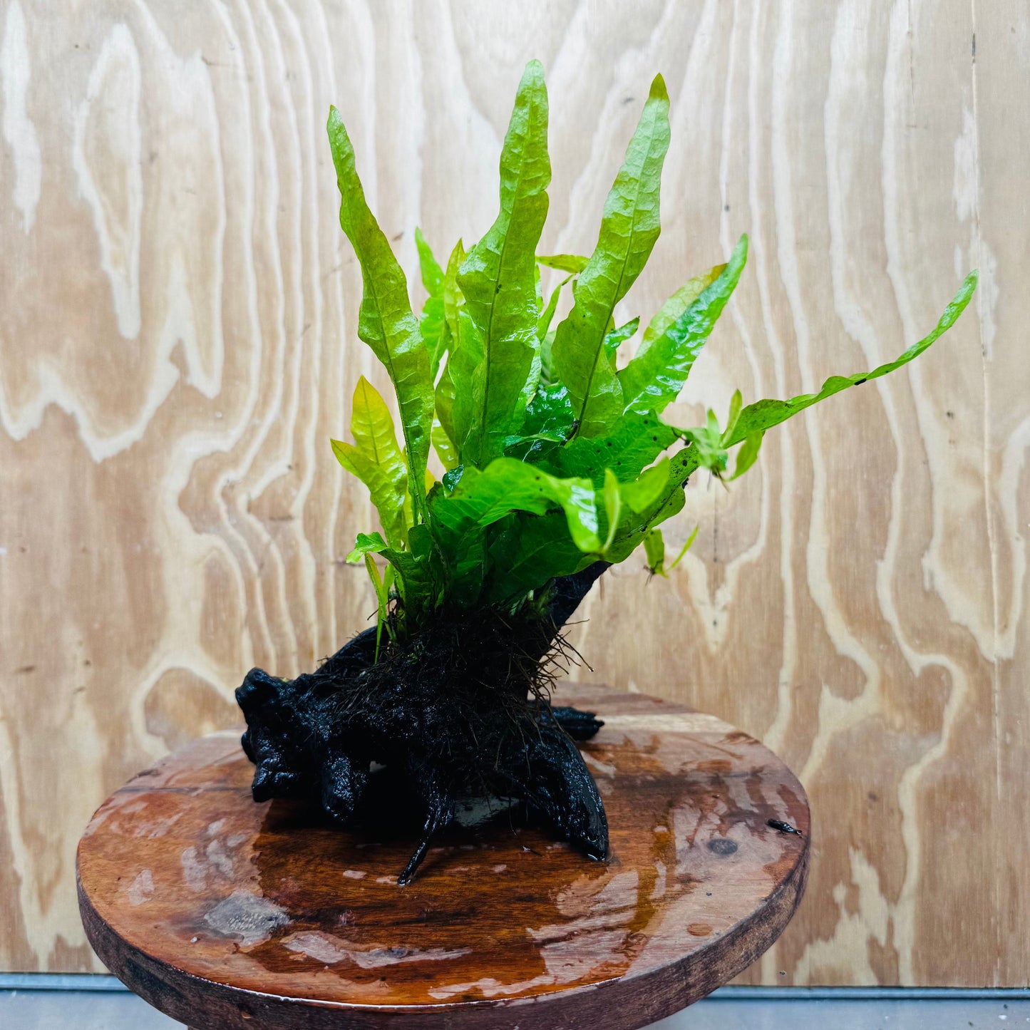Scapeshop.com.au One Only Microsorum Driftwood Creation -Small (Java Fern) - One Only - Dramatic Microsorum Driftwood Creation -Small (Java Fern) - One Only - Dramatic