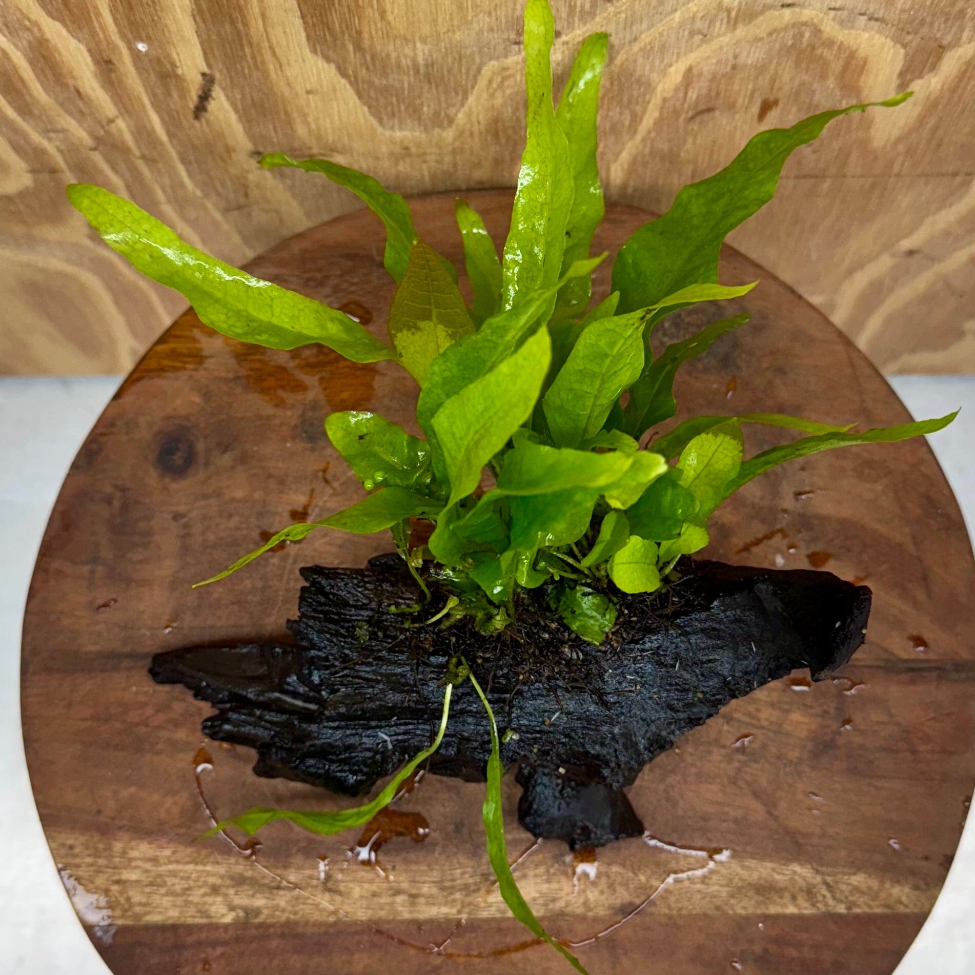 Scapeshop.com.au One Only Microsorum Driftwood Creation - Small (Java Fern) - One Only - Glorious Buy Microsorum Driftwood Creation - Small (Java Fern) - One Only - Glorious